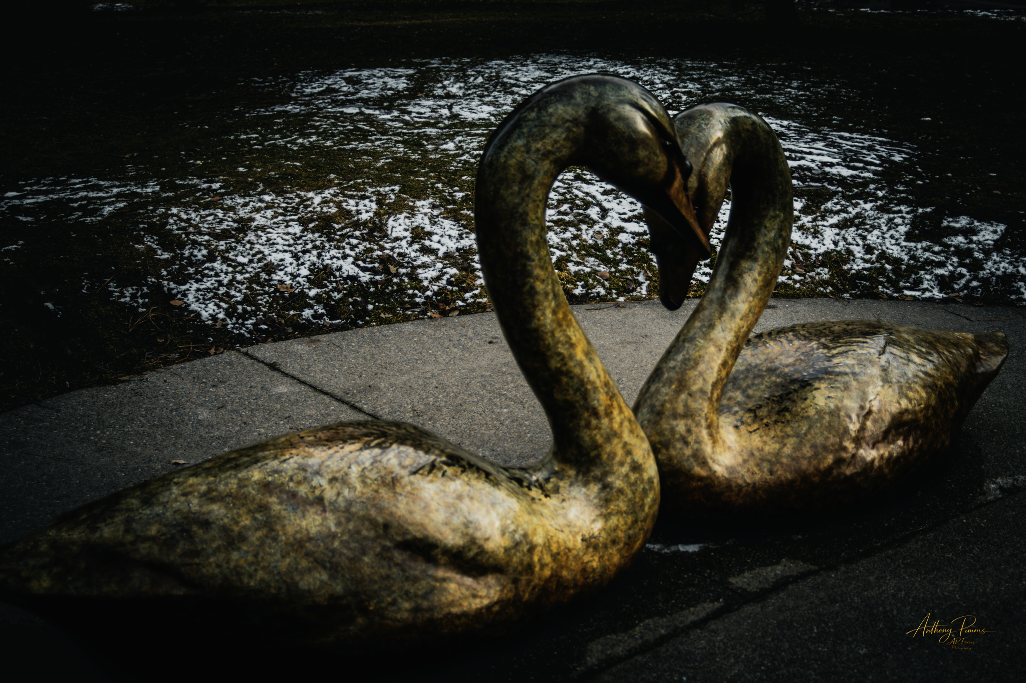 A bronze sculpture of two swans forming a heart shape with their necks, set outdoors on a paved surface near a patch of snow and grass.