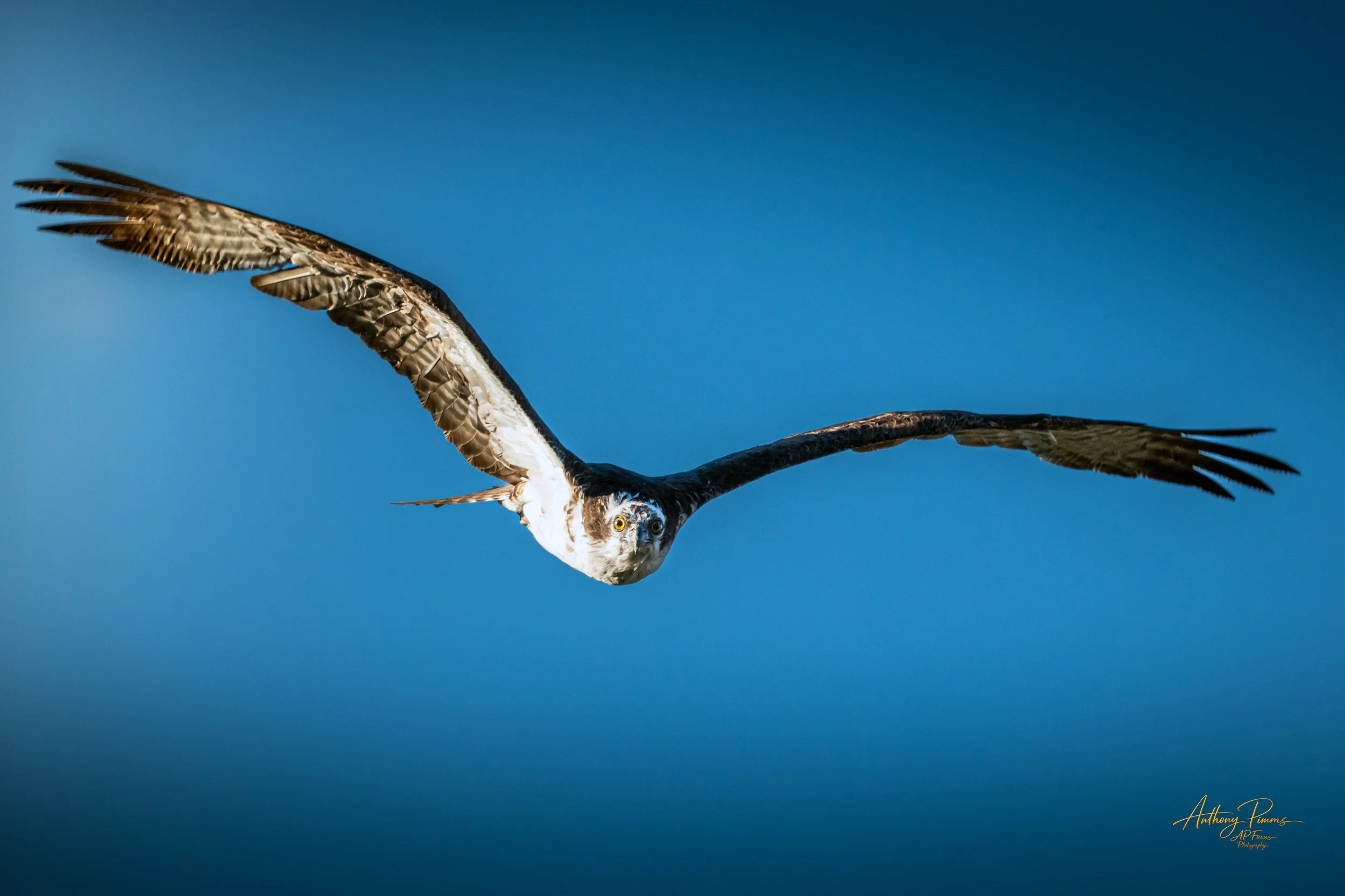 An osprey bird flying against a clear blue sky with its wings spread wide and head turned downward.