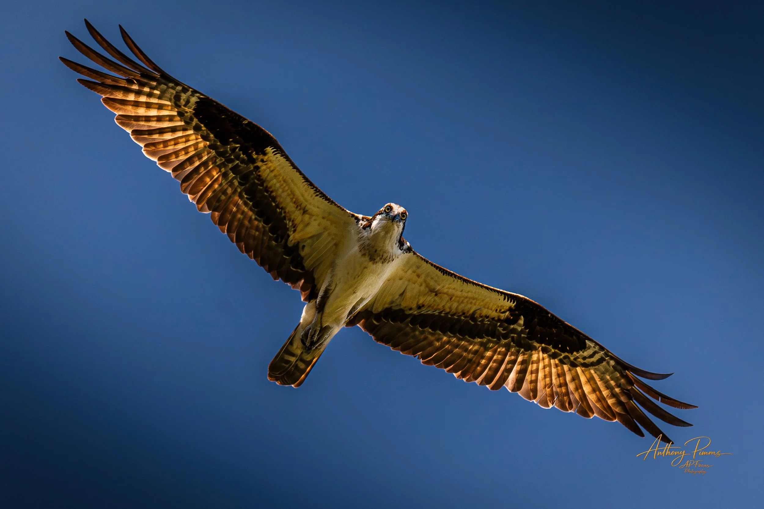 An bird flying against a blue sky with wings spread wide open.
