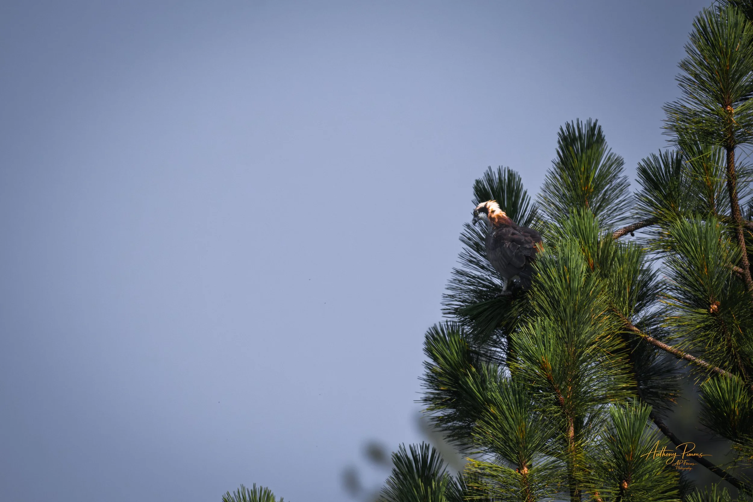 A bird perched on a pine tree branch against a clear blue sky.