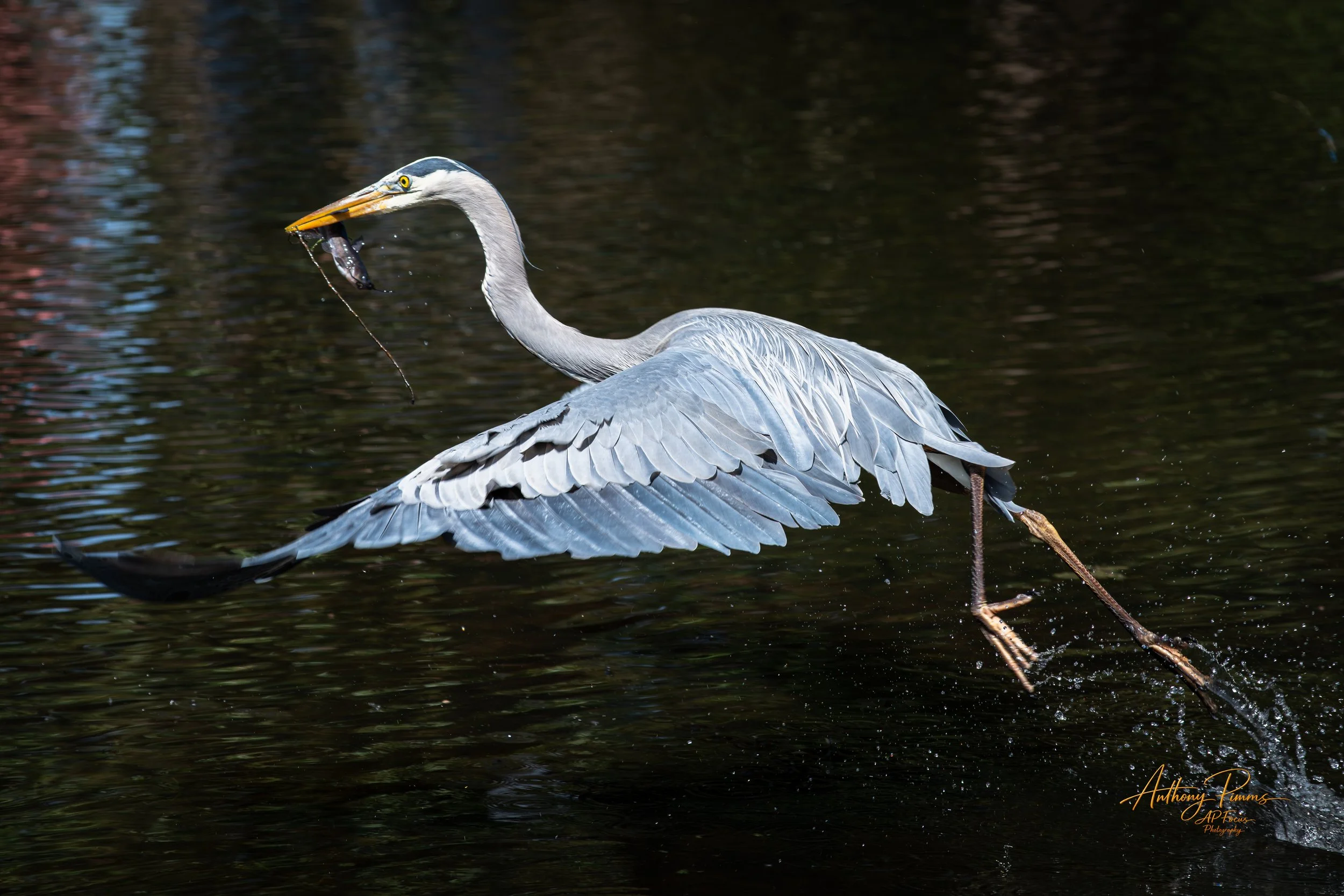 A heron standing in water with one leg lifted, holding a fish in its beak. Reflection of the heron and surroundings in the water.