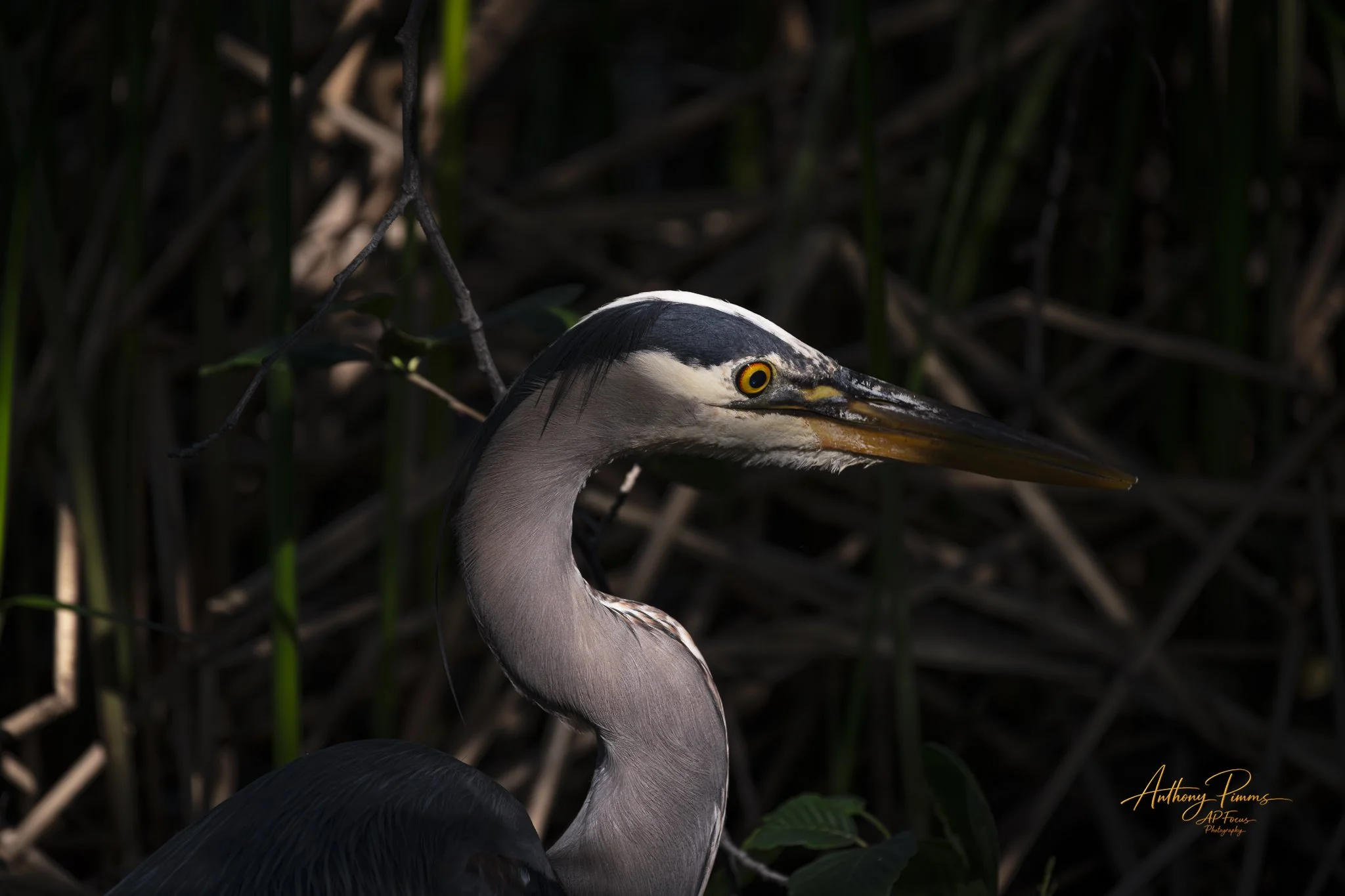 Close-up of a heron with a long neck and sharp beak, standing among tall grass and reeds in a marshy environment.