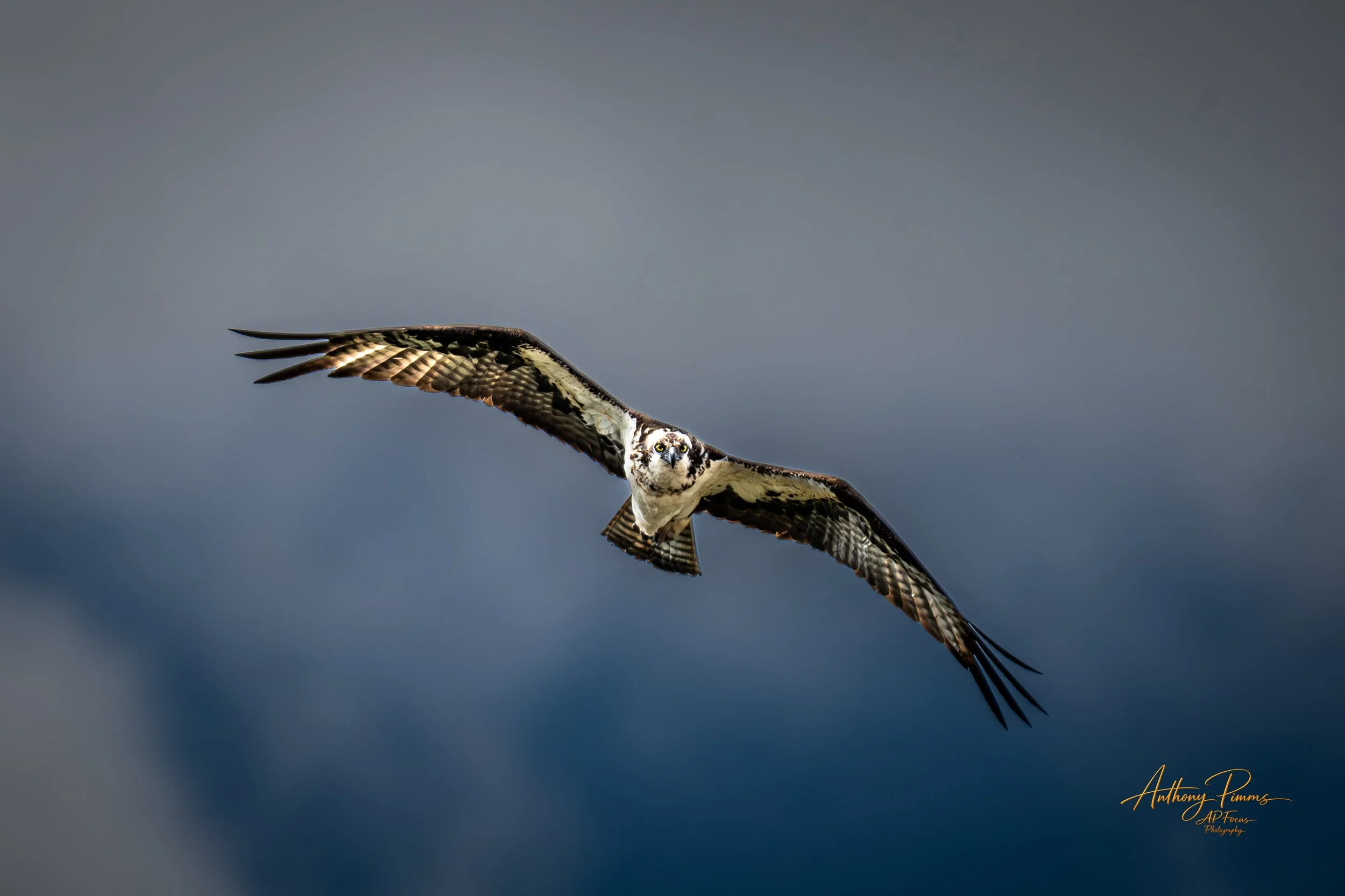 A bird of prey, possibly an osprey, soaring in a cloudy sky with its wings spread wide and head facing downward.