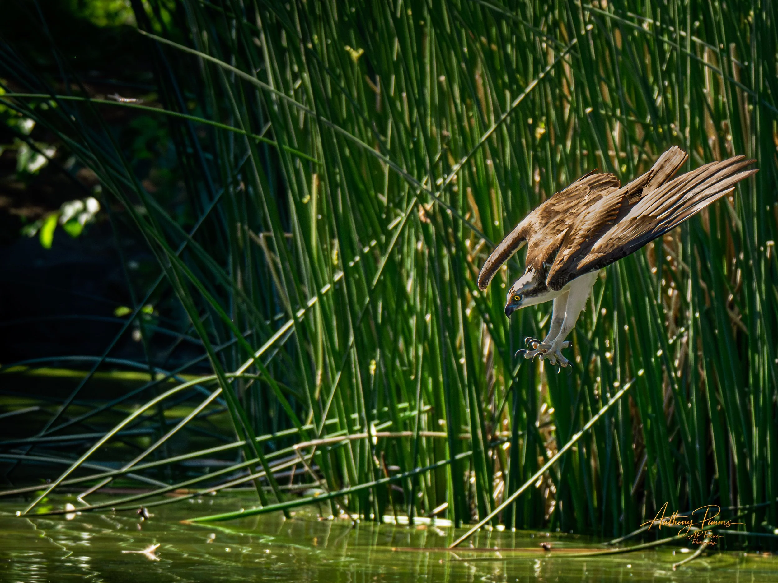 A bird standing on a lily pad among tall green reeds near water.