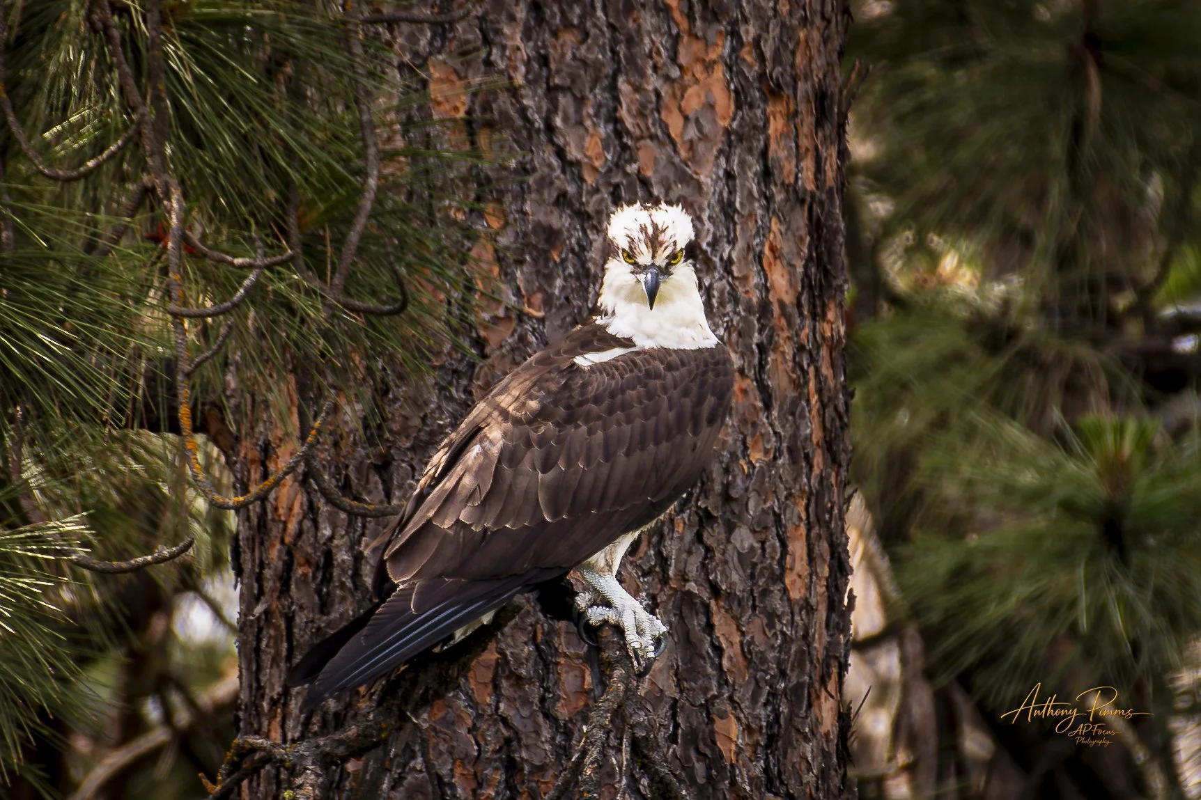 An osprey bird perched on a pine tree trunk surrounded by green pine needles.