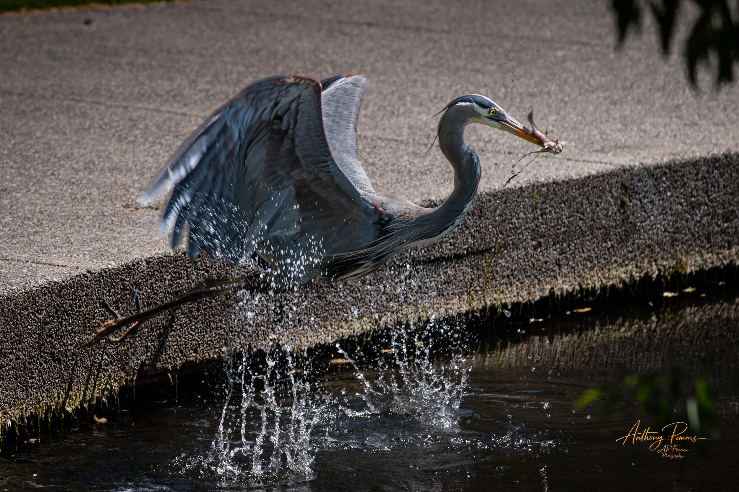 A heron catching a fish in a small body of water near a concrete ledge, with water splashing as the bird lifts out of the water.
