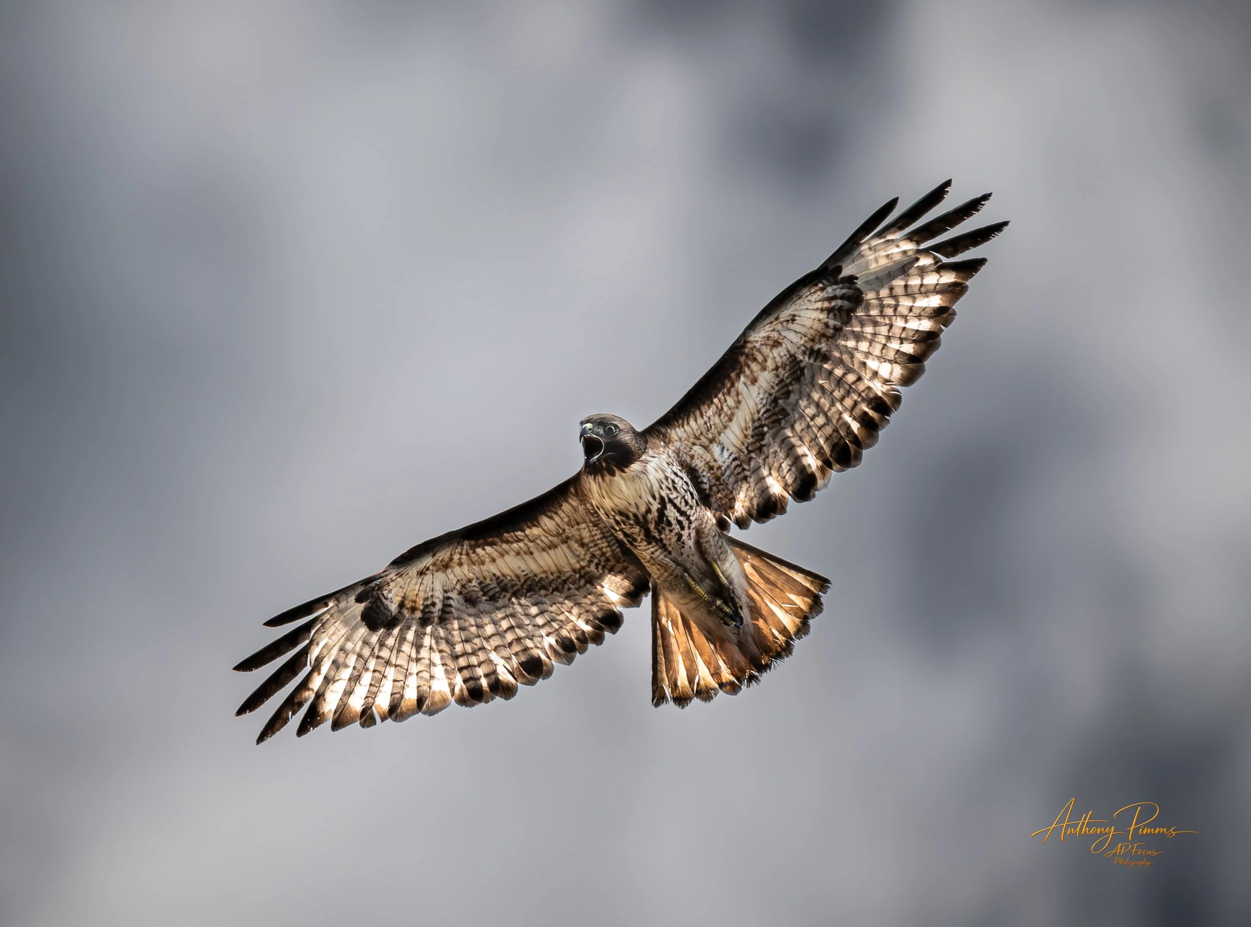 Master of the Thermals