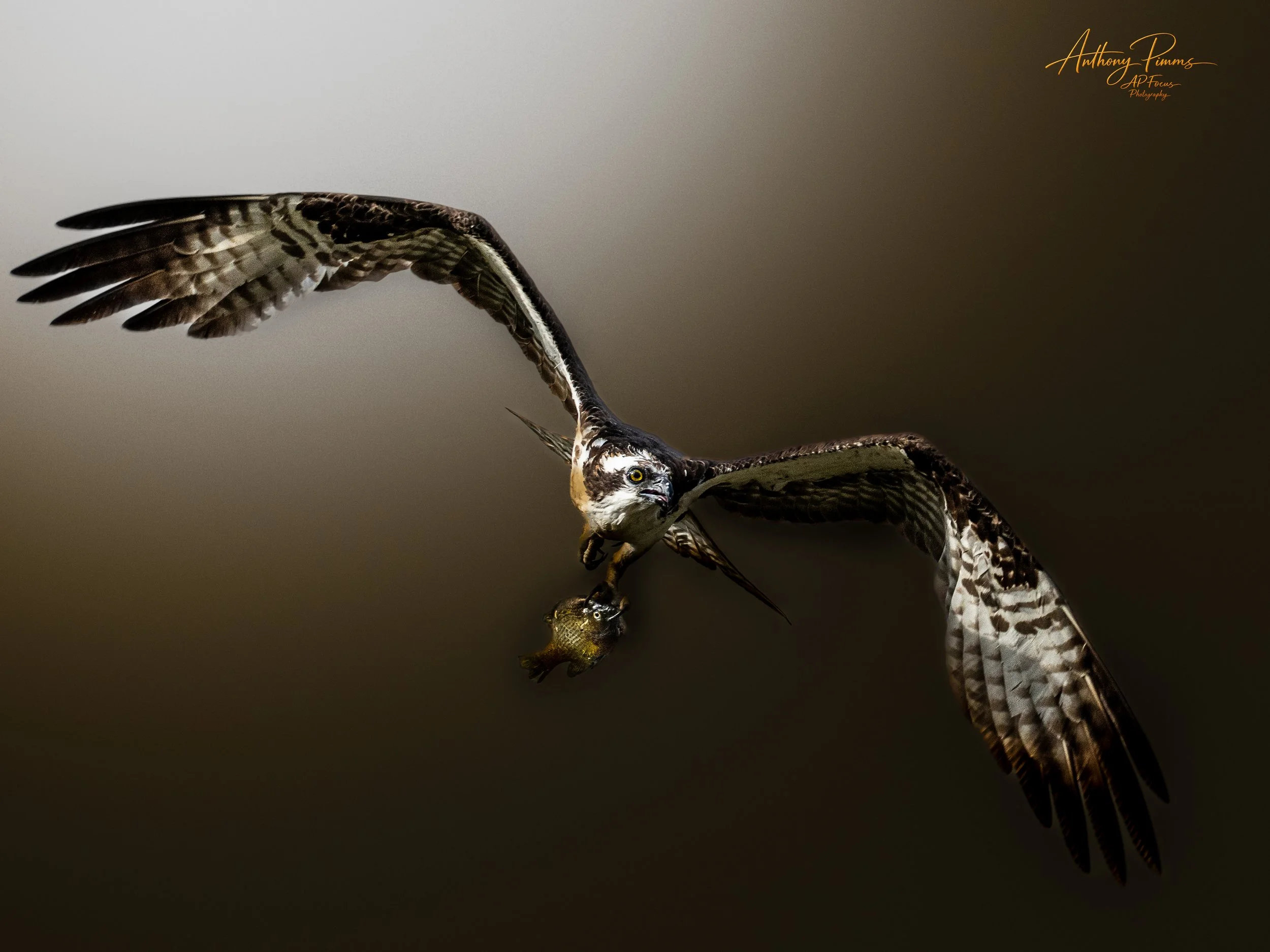 A bird of prey, likely a hawk or falcon, capturing a small rodent or bird in its talons while in flight against a plain, gradient background.