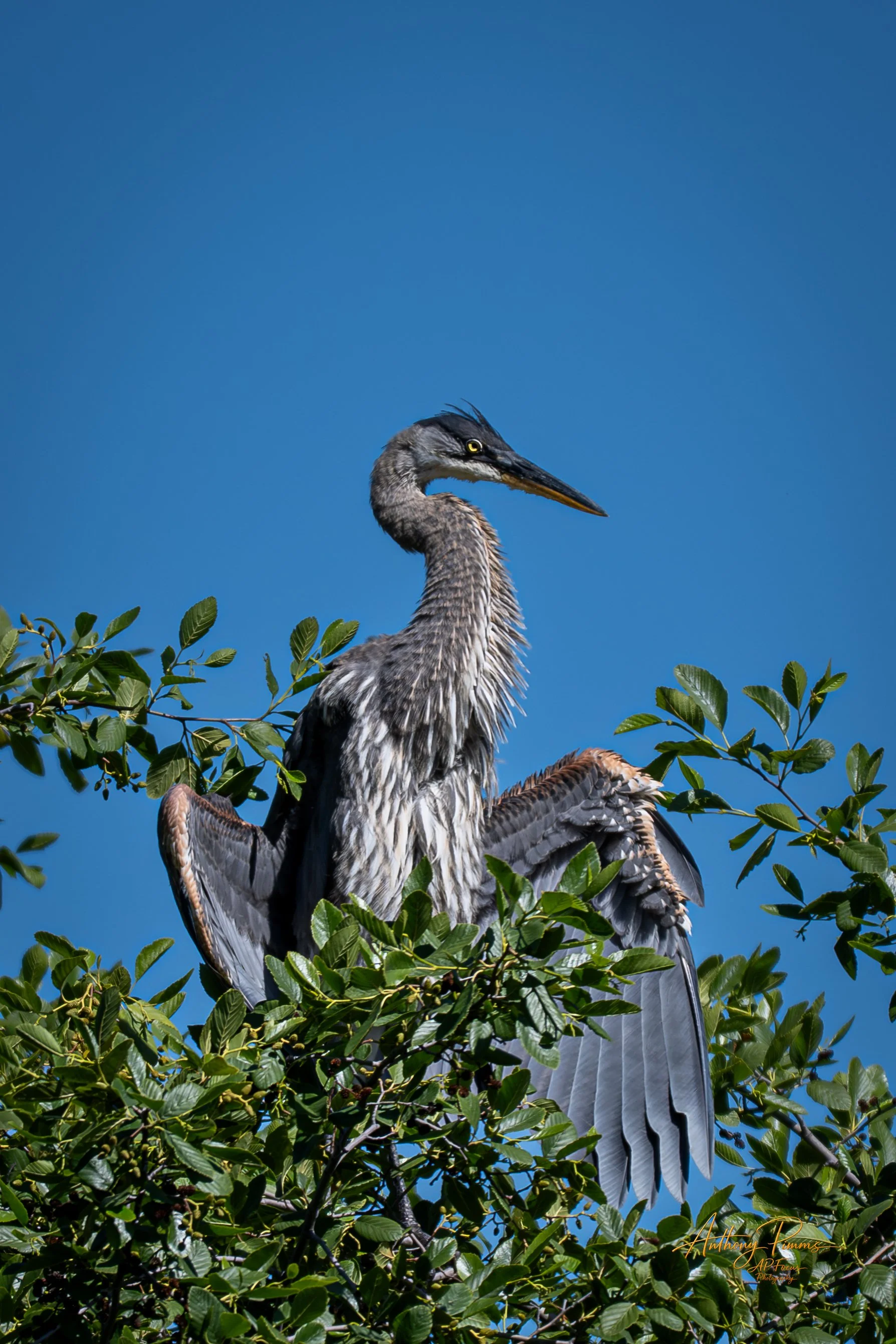 A heron perched among green leaves against a clear blue sky.