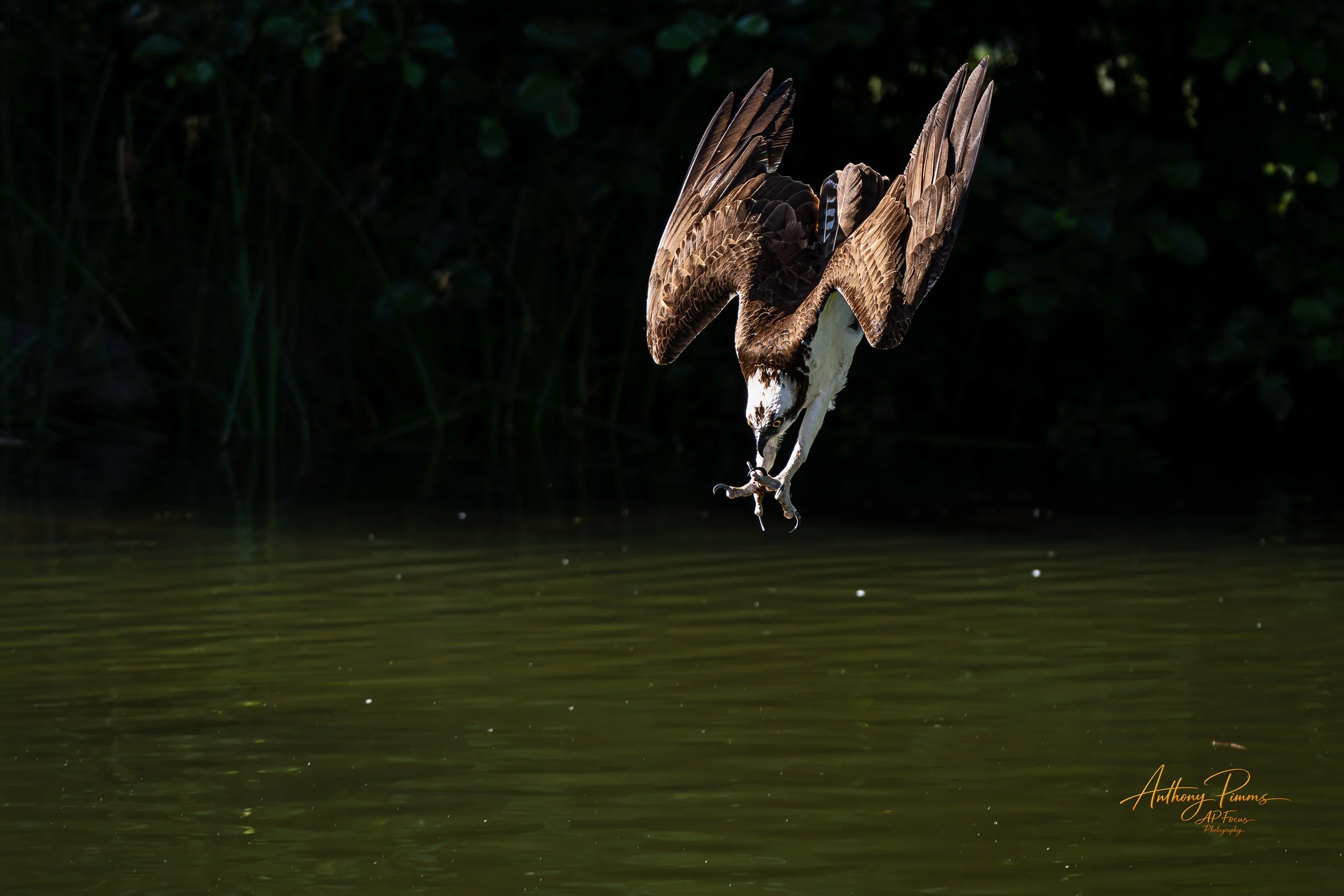 An osprey diving towards the water with wings raised and talons extended, capturing a fish.