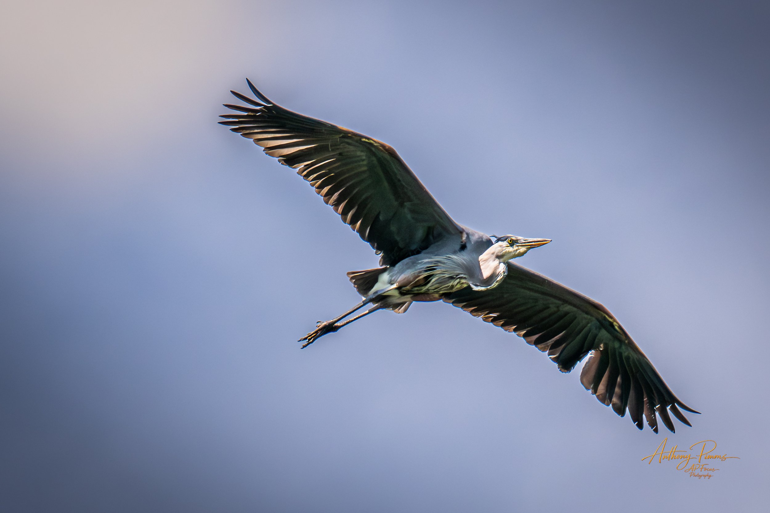 Higher Calling