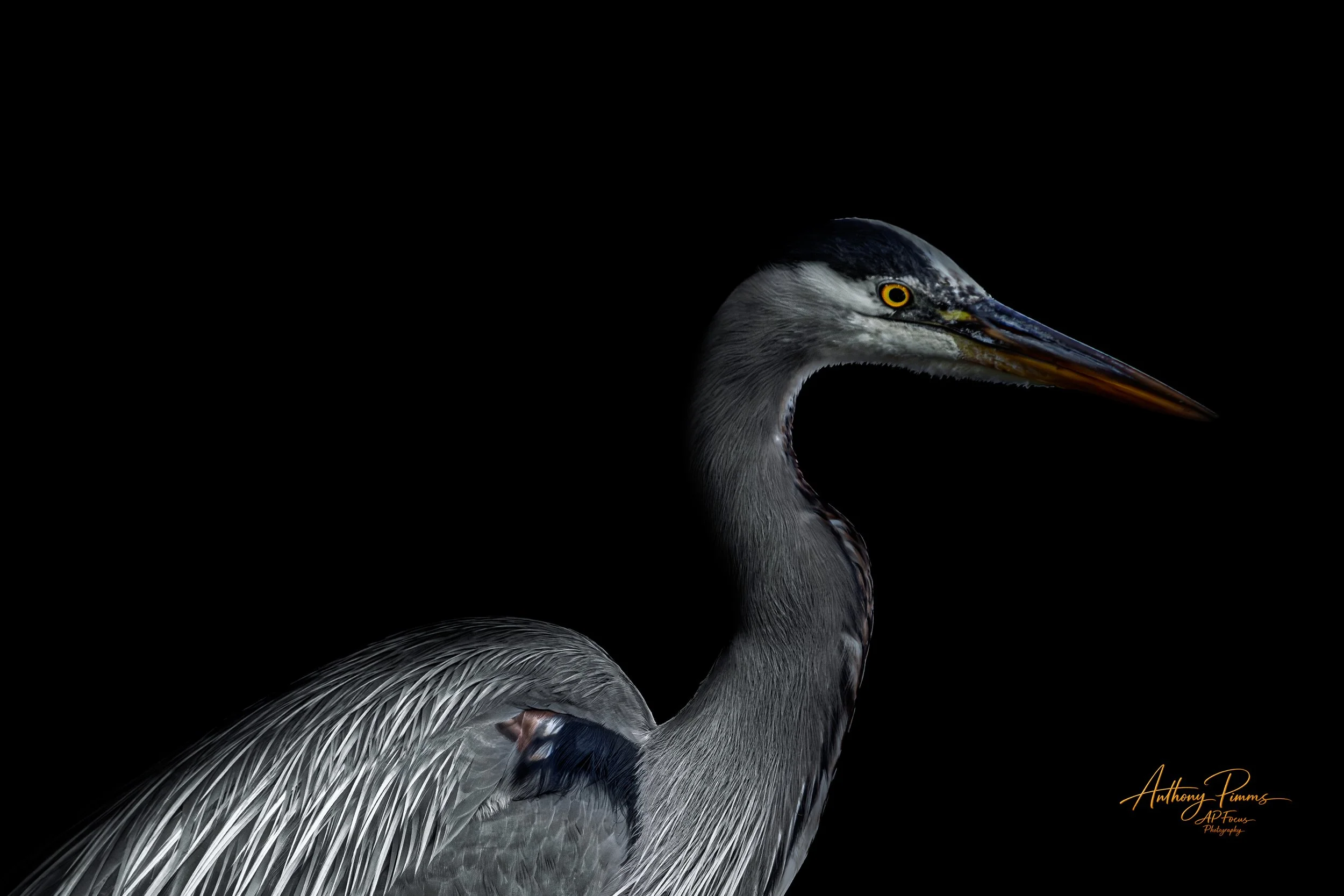 Close-up of a gray heron with a black and white head and bright yellow eye, set against a black background.