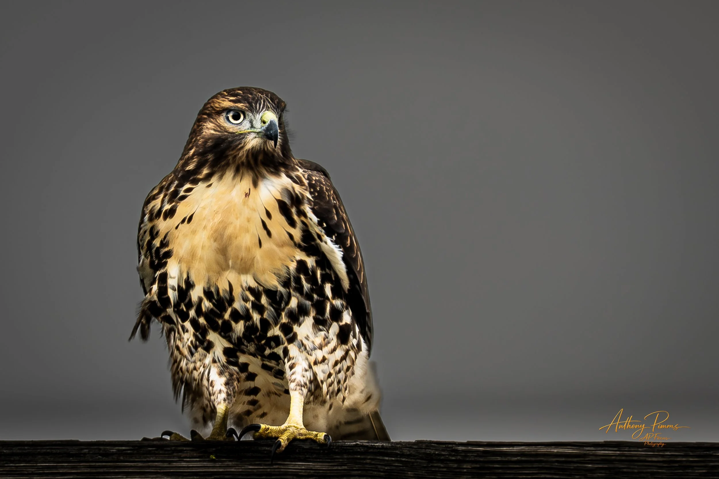 Young Red-tailed Hawk