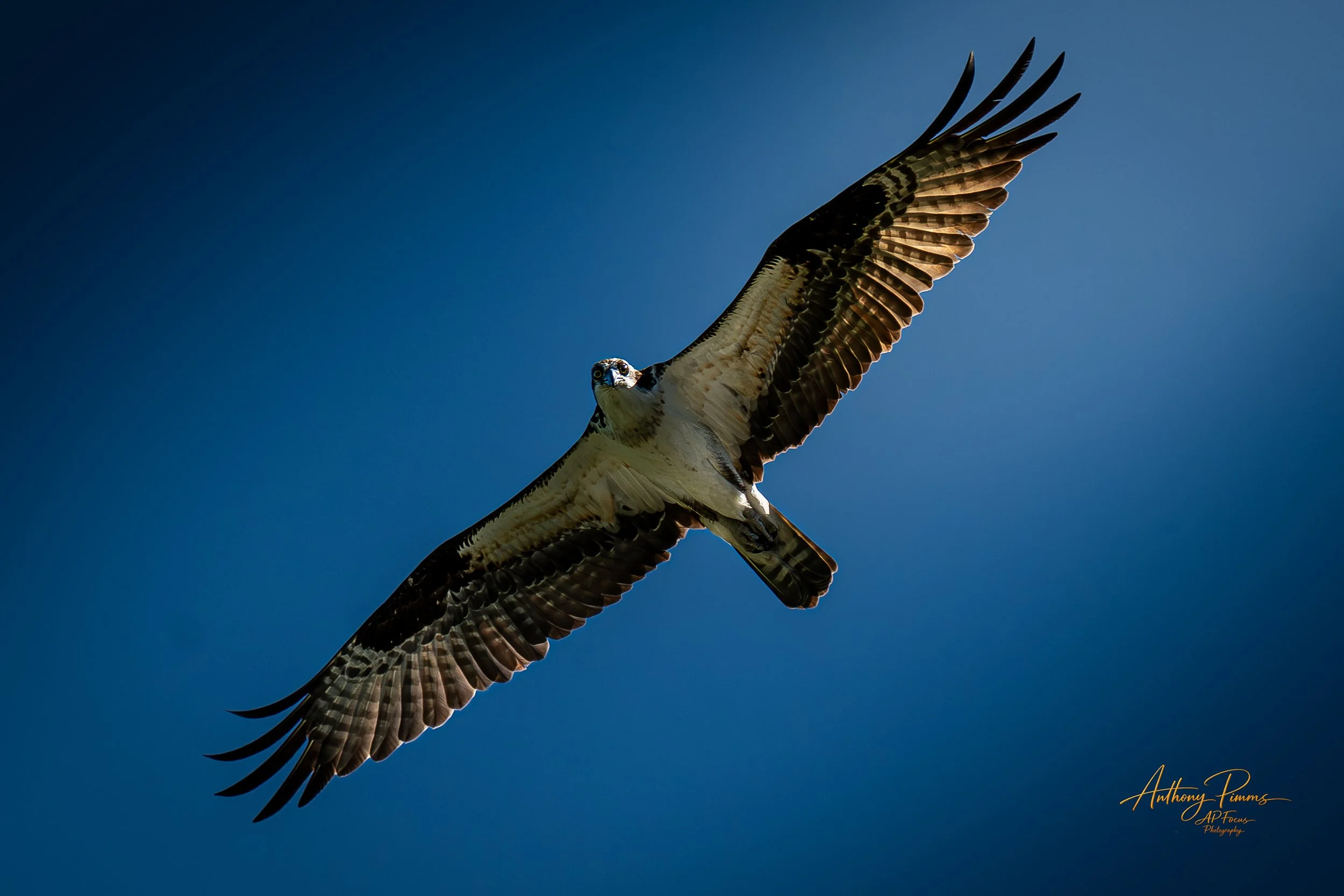 A bird of prey, likely an osprey, soaring high in a clear blue sky with its wings spread wide.