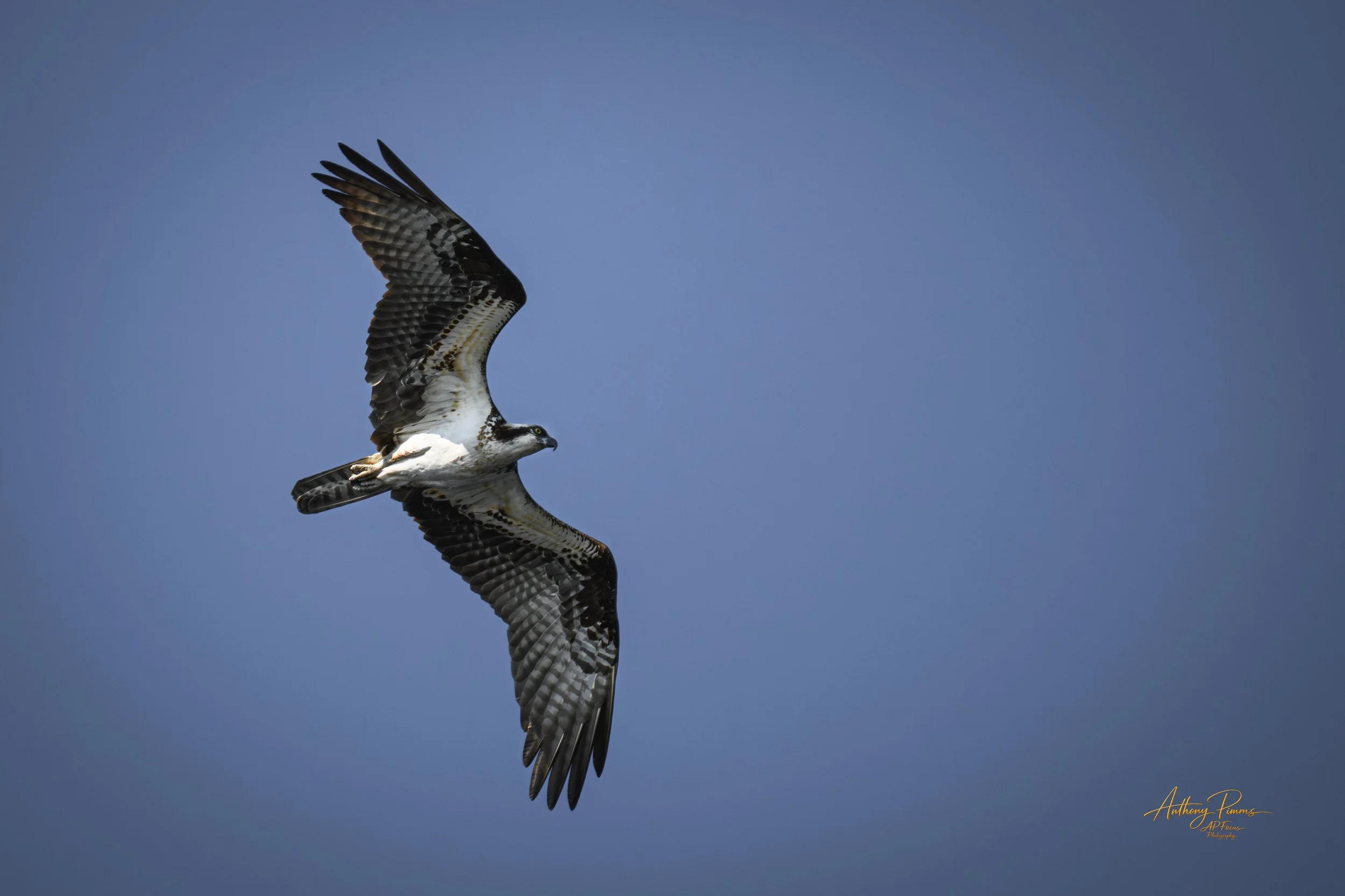 An osprey bird soaring in a clear blue sky with its wings spread wide.