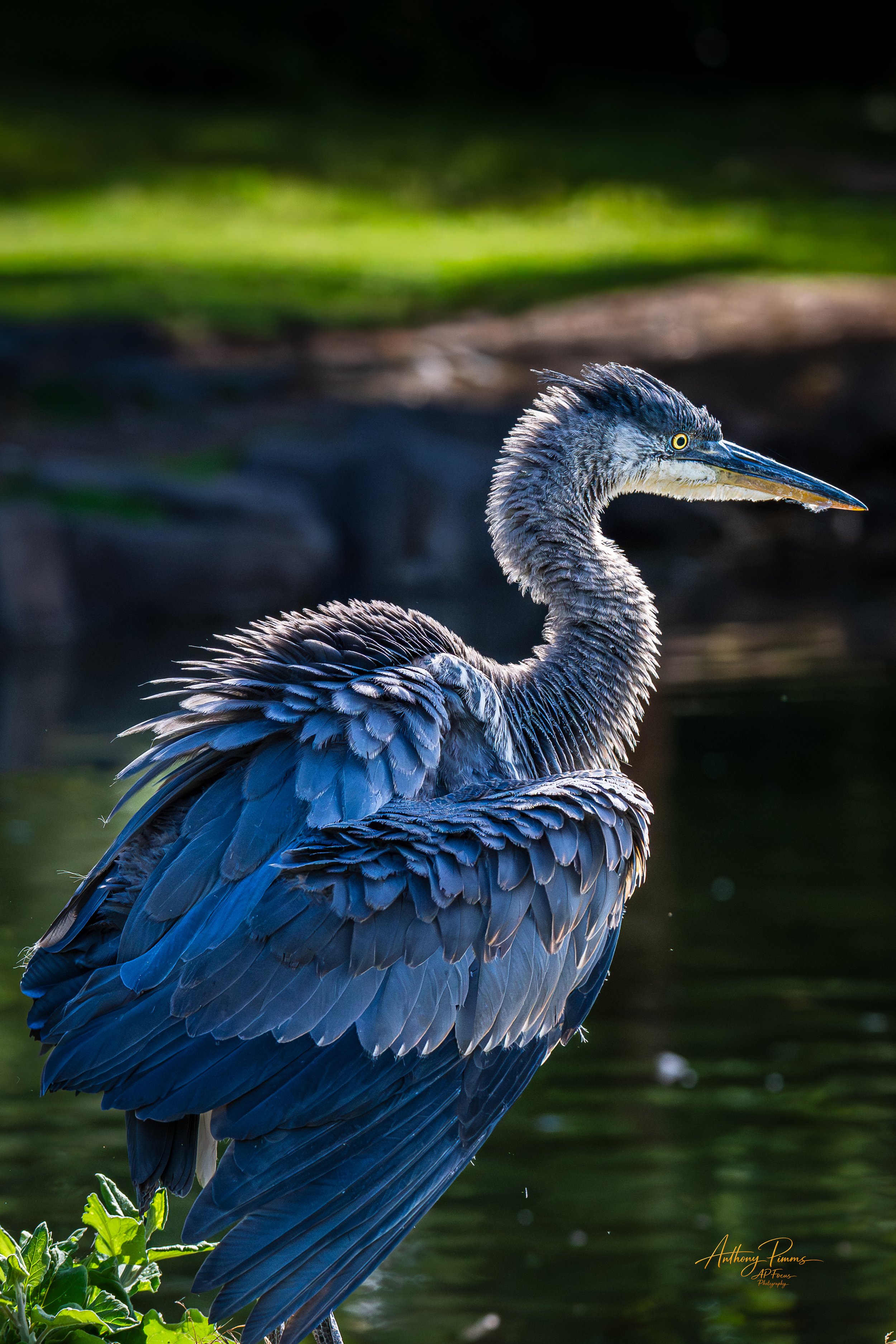 A heron standing on green plants near water with a dark background, showing blue and gray feathers, a long beak, and a yellow eye.