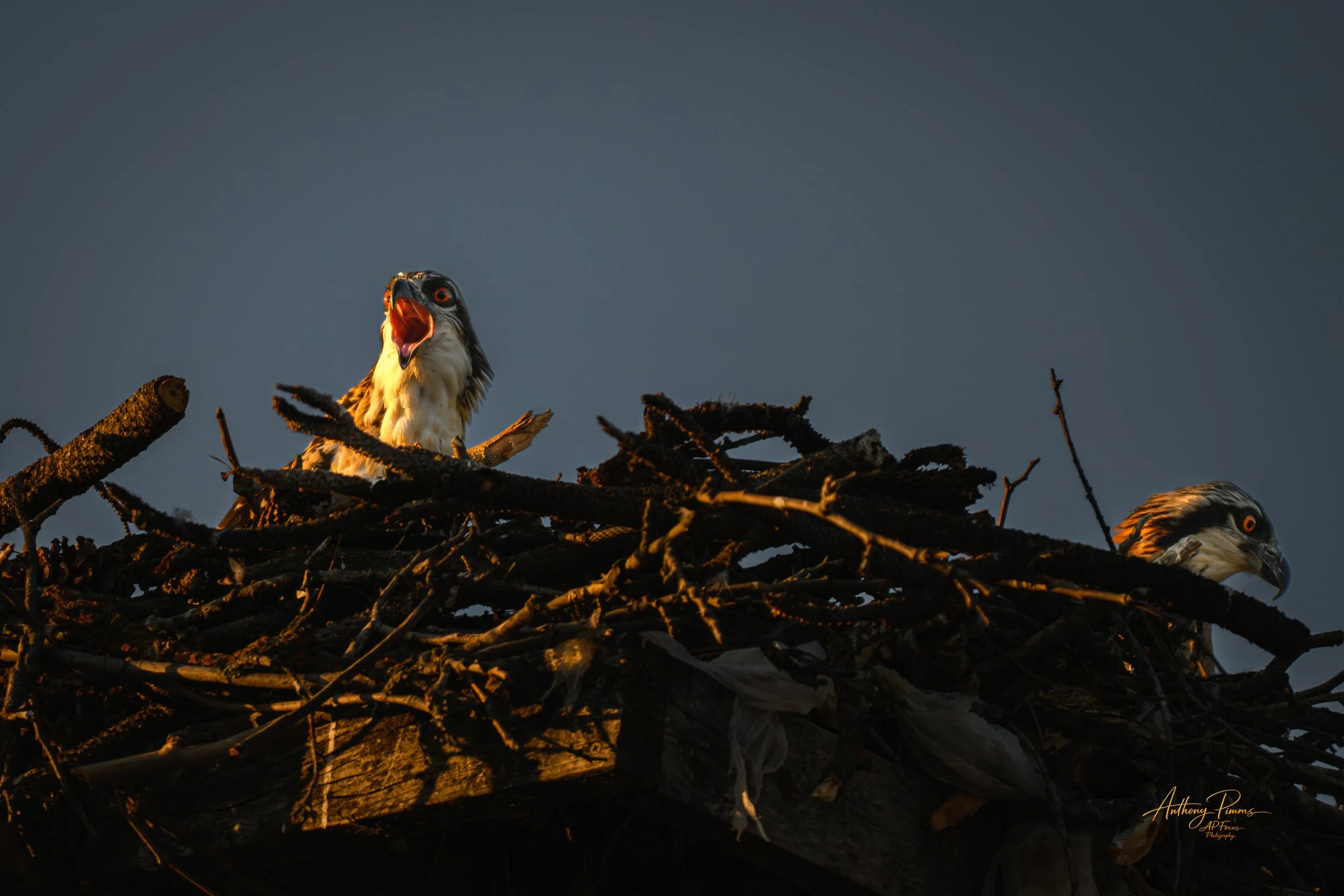 A stork with its mouth open standing in a nest made of twigs and branches, with another stork partially visible on the right side of the nest, against a darkening sky.