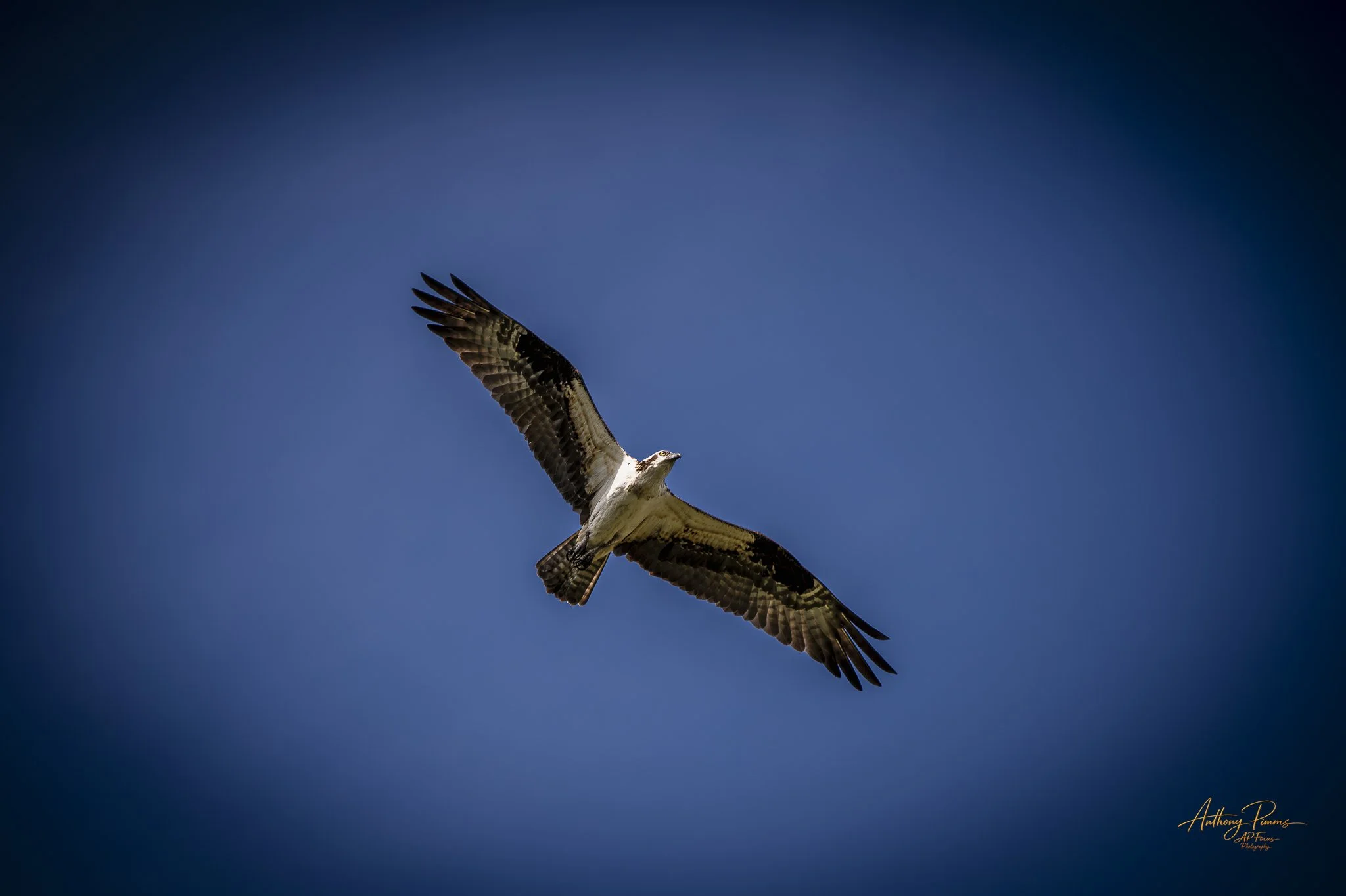 An osprey bird flying against a dark blue sky with wings spread wide.