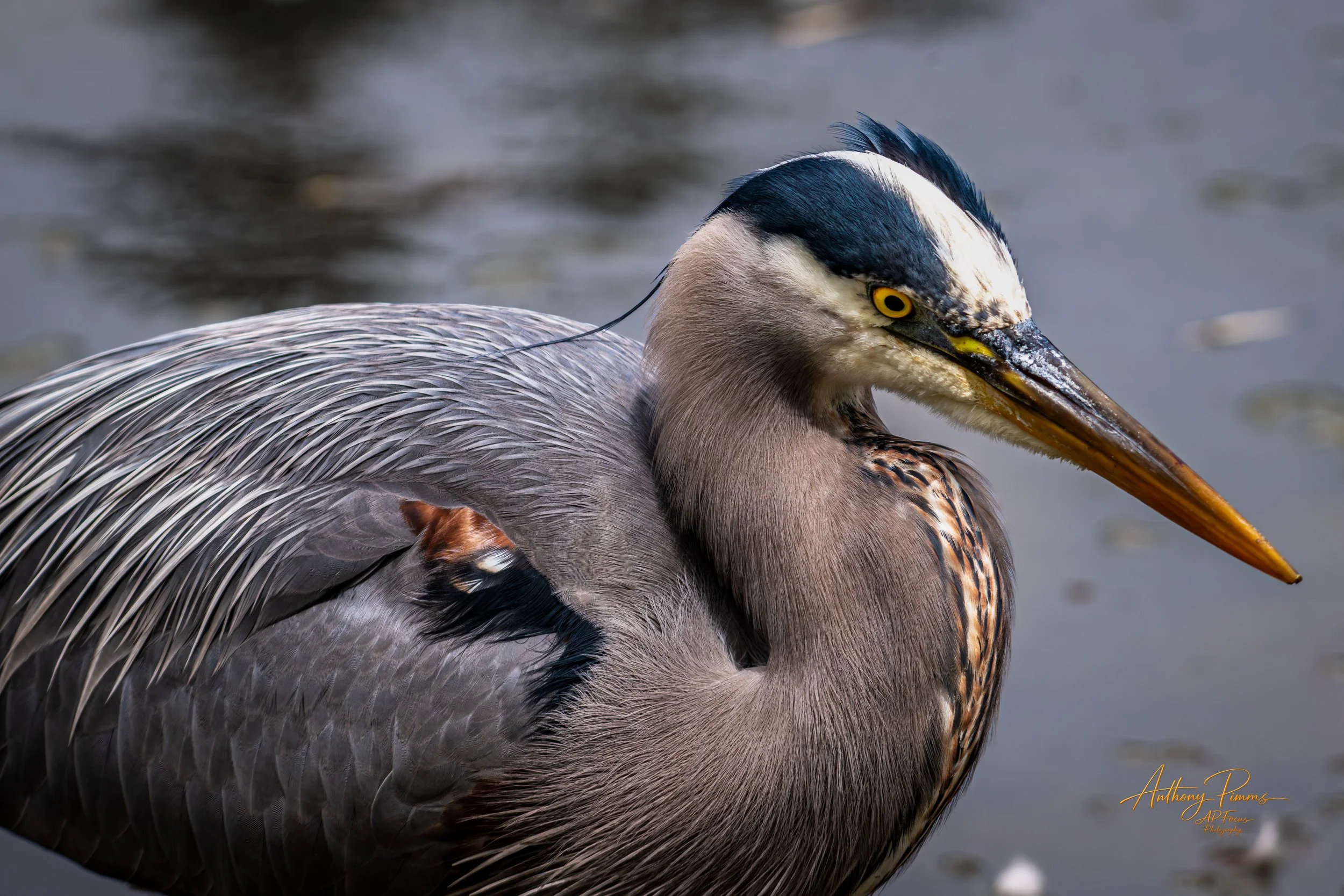 Close-up image of a heron bird with detailed feathers, yellow eye, and long pointed beak, standing on water.