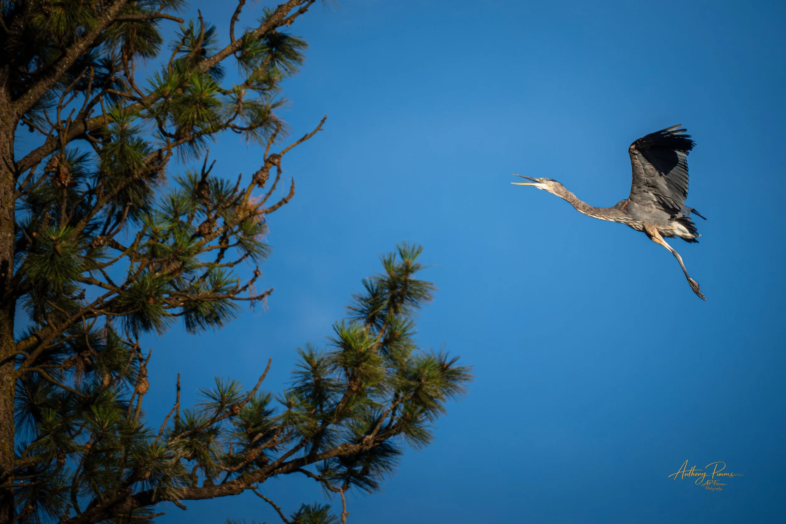 A heron flying near a pine tree against a clear blue sky.