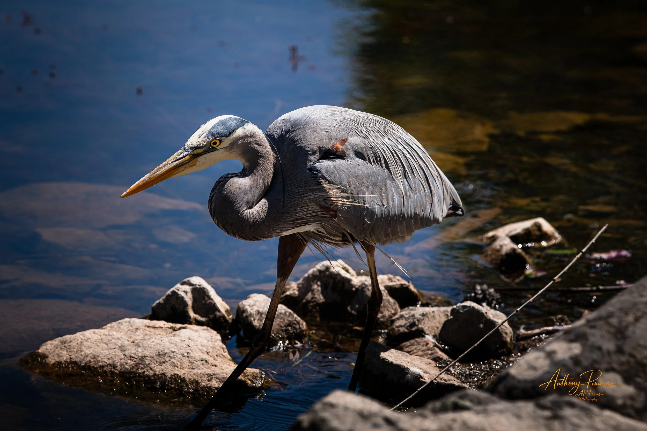 A heron standing on rocks near a body of water, with its head turned slightly and looking downward.