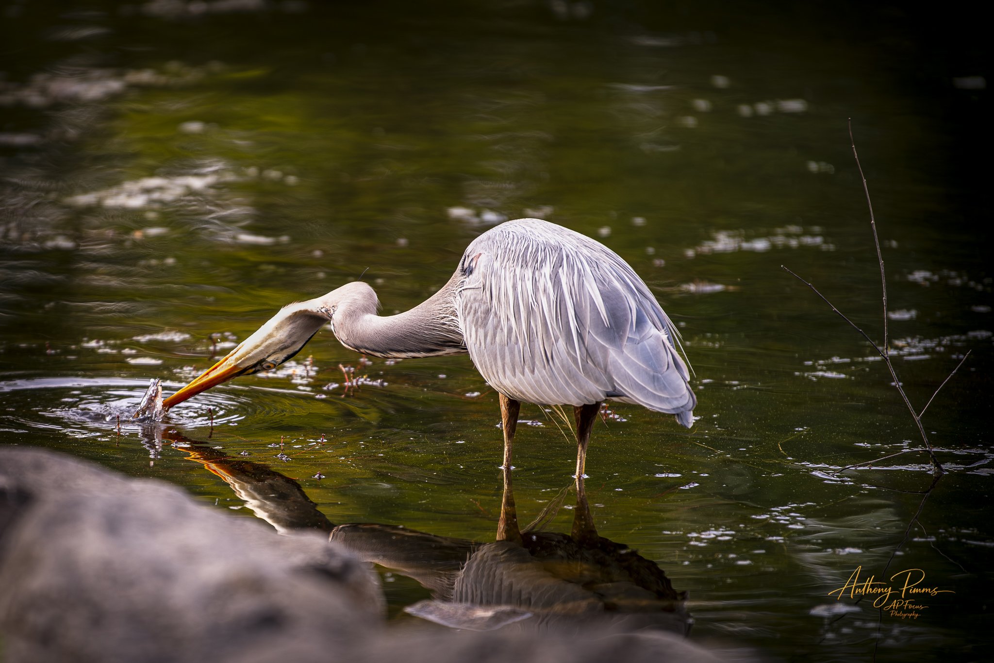 A heron standing in water with one leg slightly raised, catching or eating a fish. The water is dark with some reflections and floating debris.