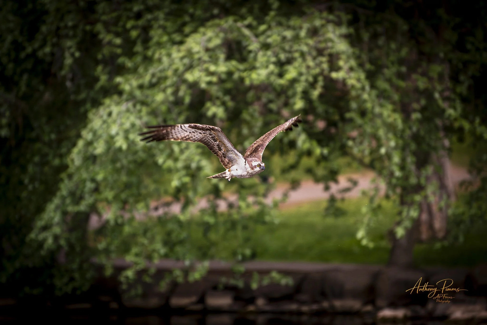 Osprey bird in flight with green leafy trees in the background.