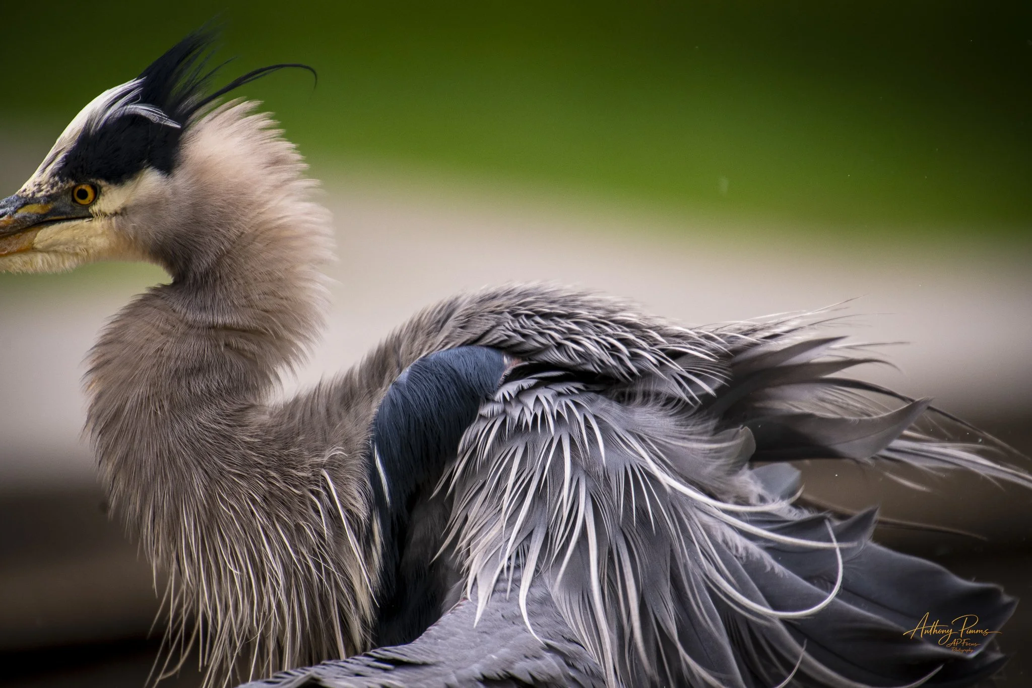 Close-up of a heron bird with detailed feathers, sharp beak, and yellow eye, set against a blurred green background.
