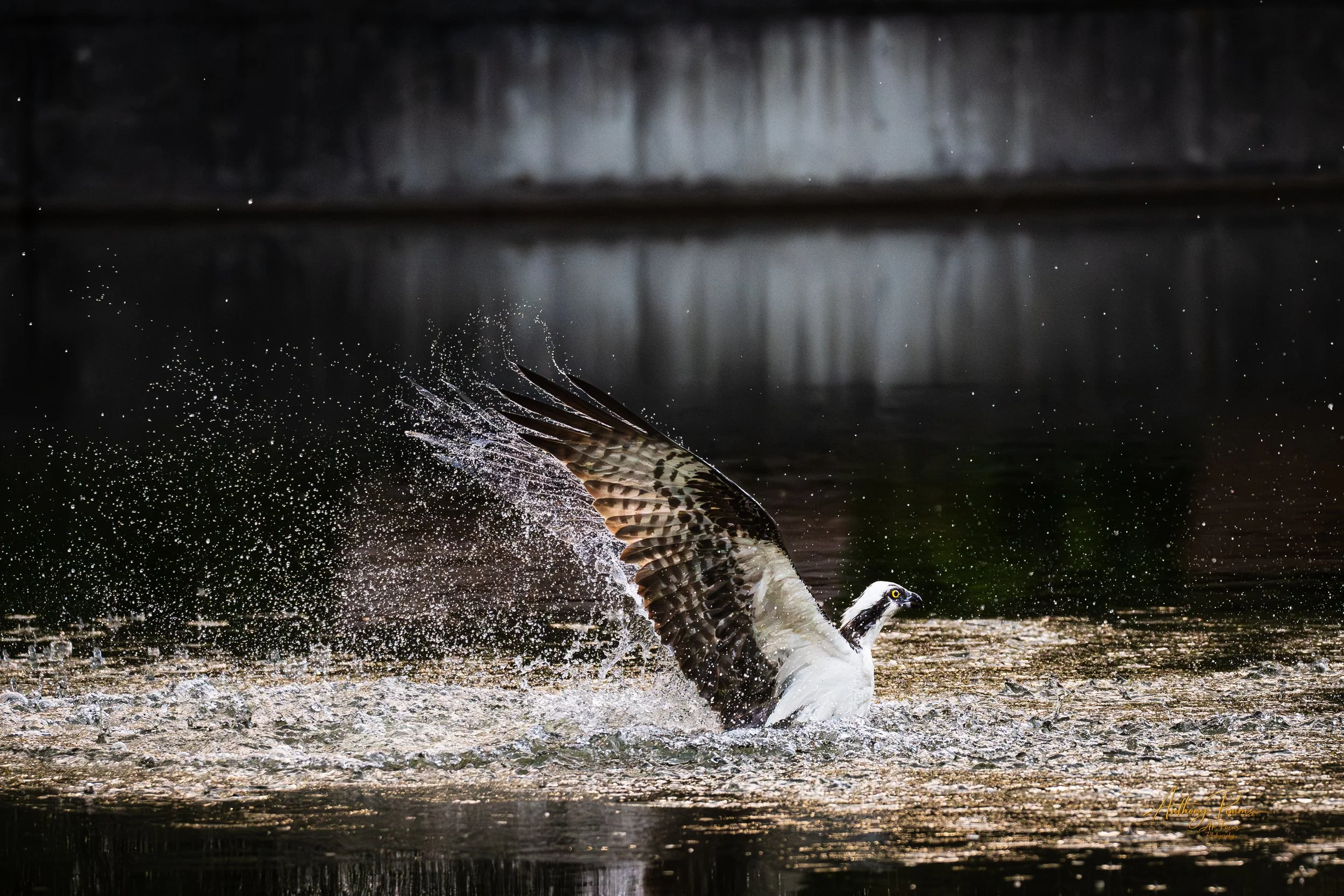 A bird of prey, possibly a hawk or an osprey, catching fish in a body of water, with water splashing around it during flight.