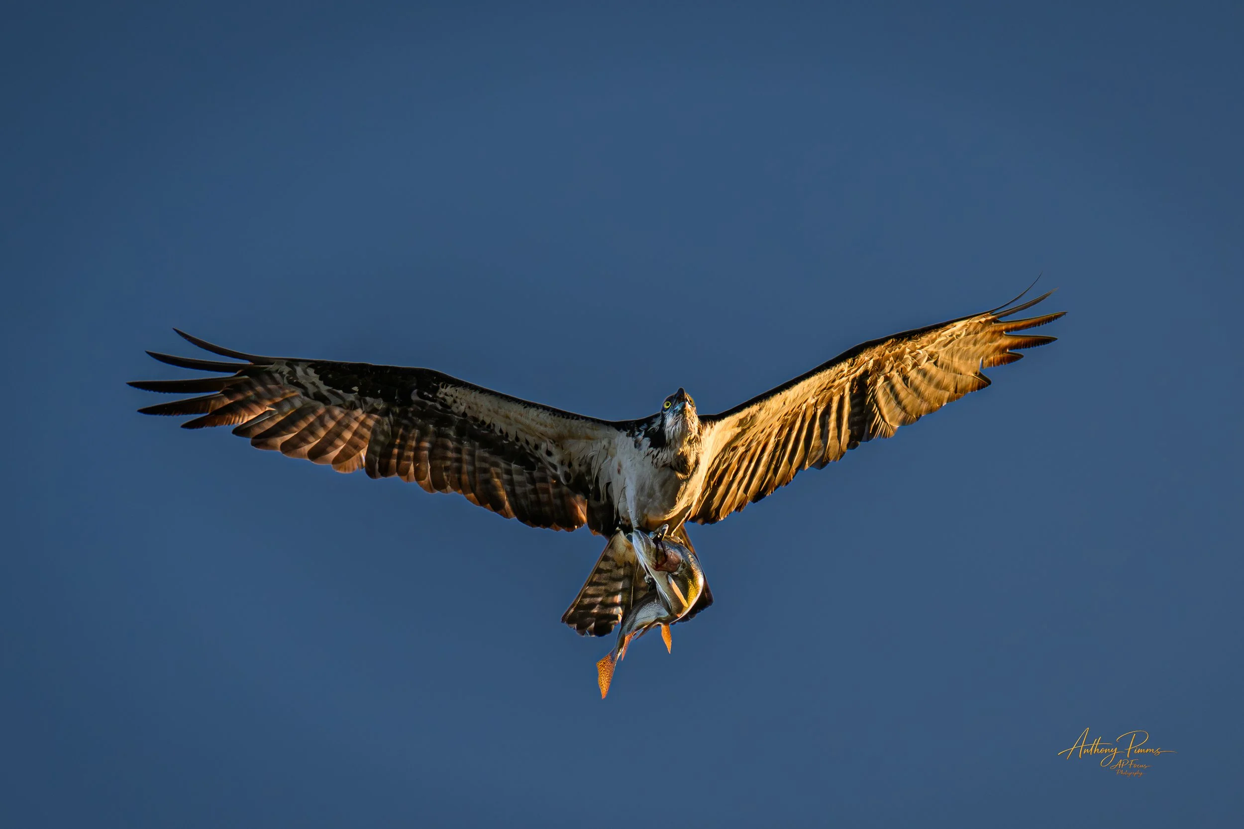 An osprey bird catching a fish in midair against a clear blue sky.
