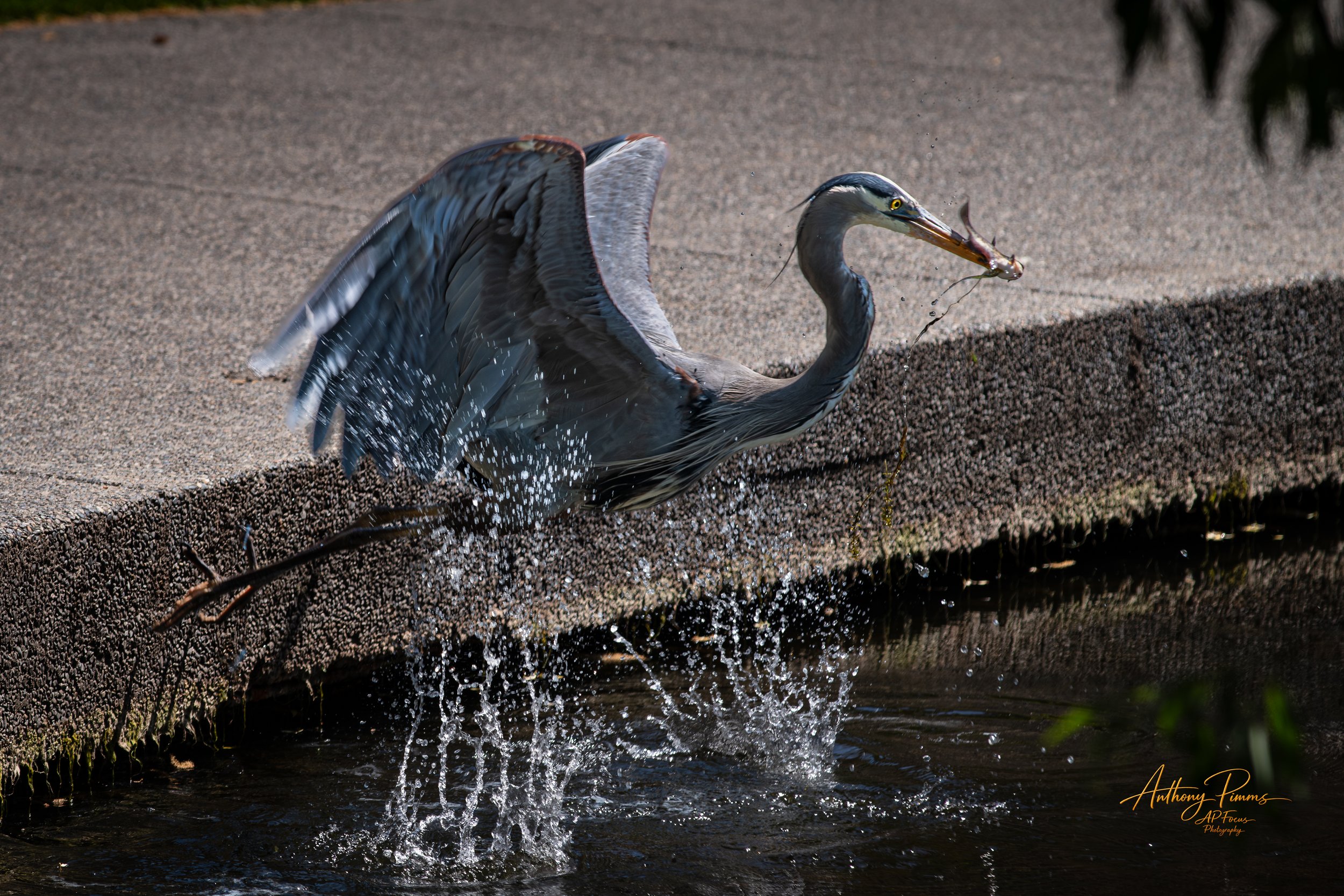 A heron stands on the edge of a concrete water channel, catching a fish in its beak while water splashes below.