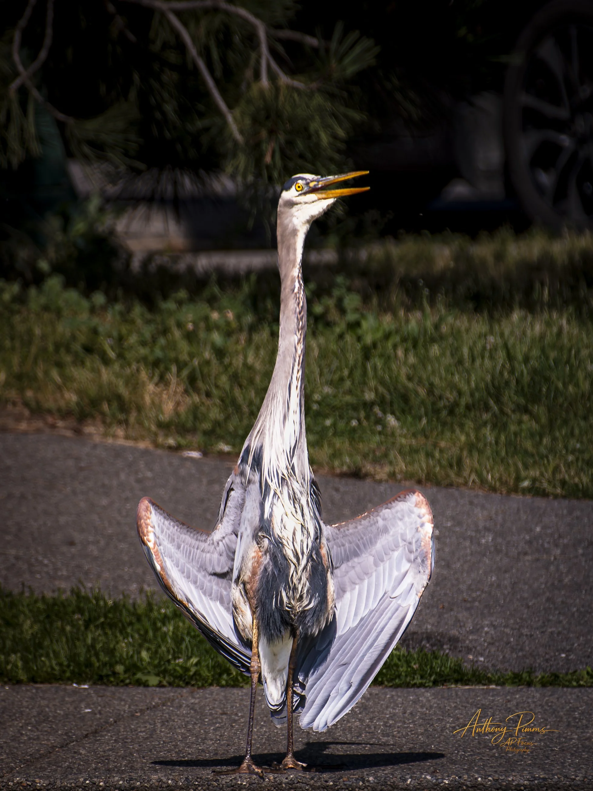 A heron standing on a paved surface with greenery and dark trees in the background, with one wing slightly extended and beak open.
