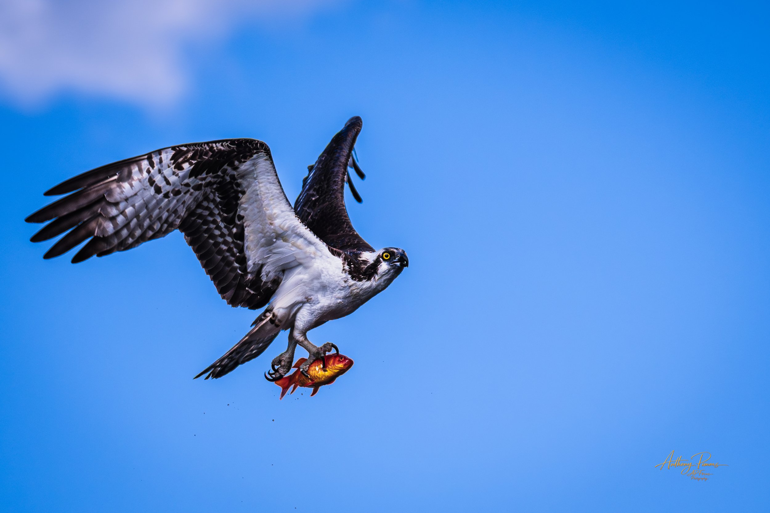 Osprey flying through a clear blue sky with a fish in its talons.