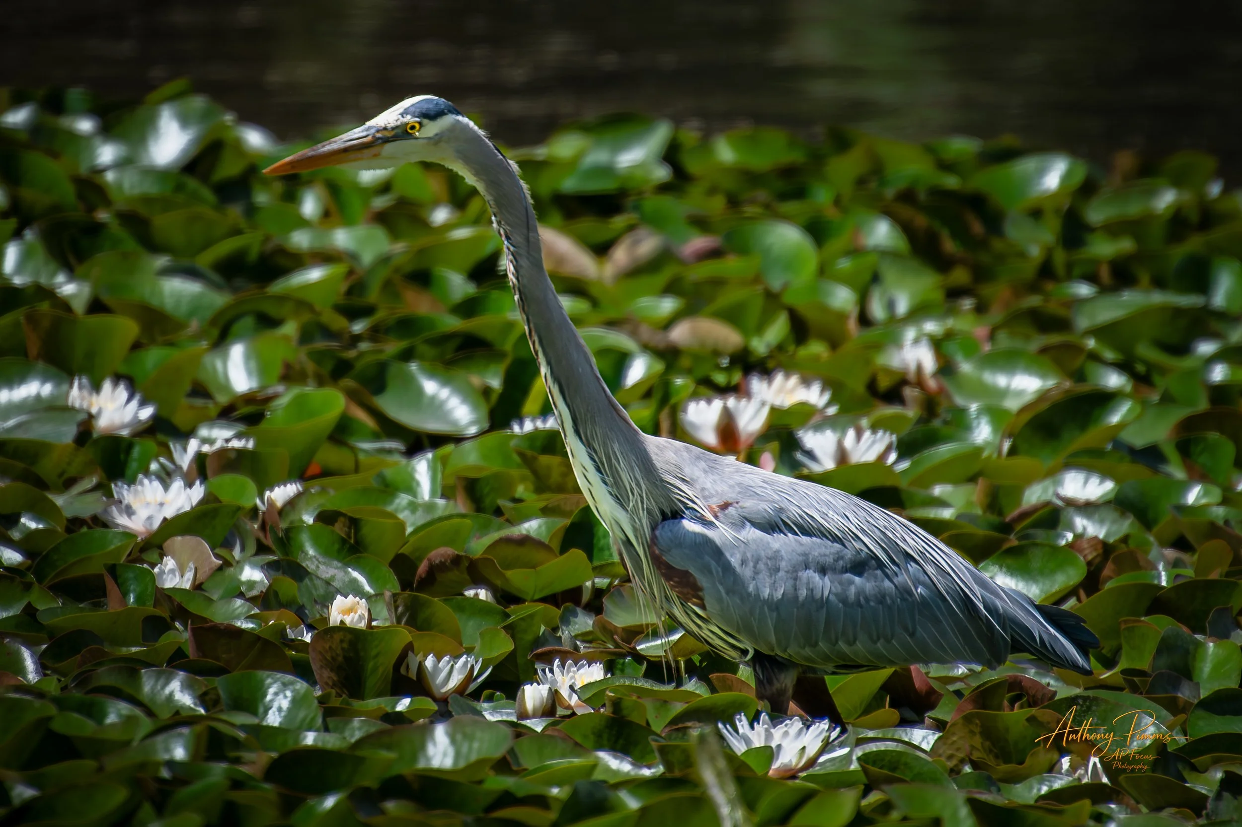 A heron standing among water lily plants with green leaves and white flowers, near a dark water background.