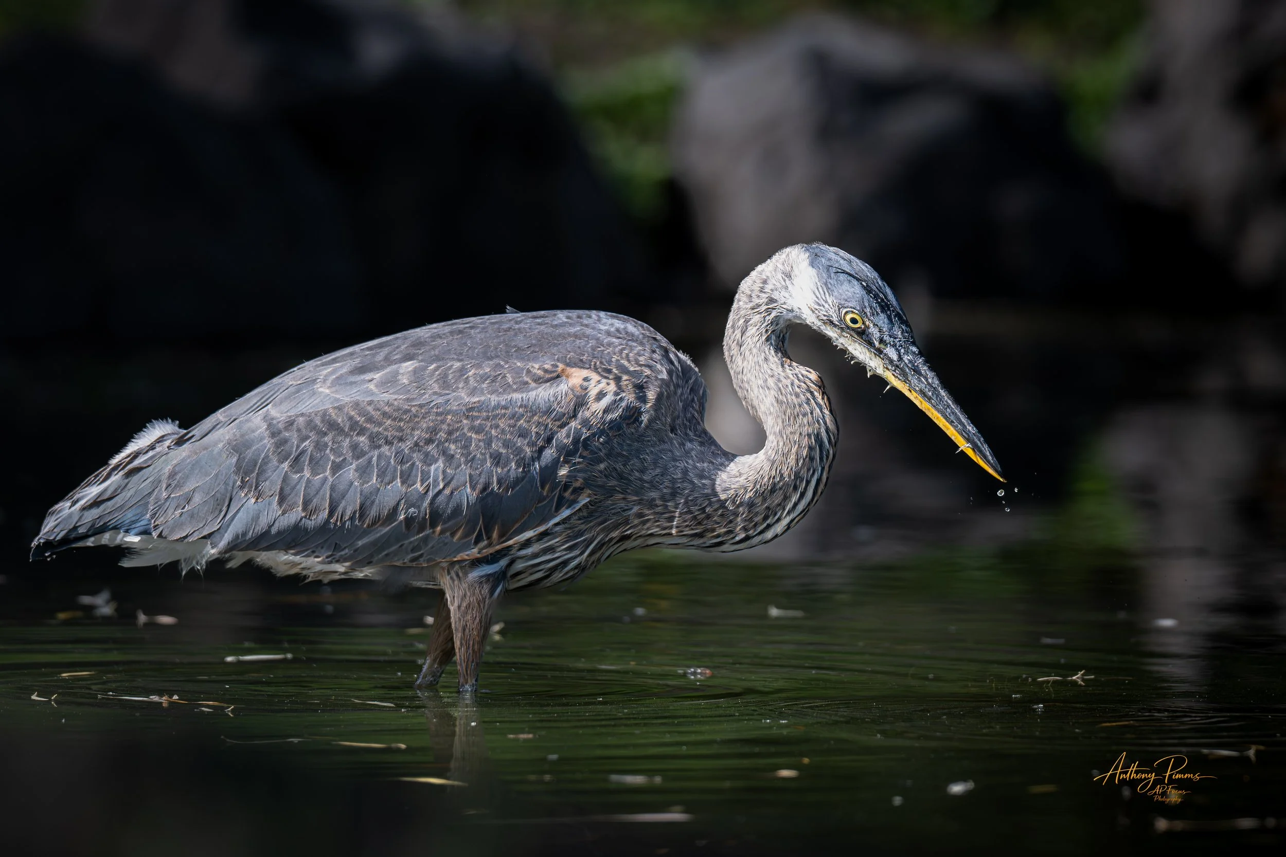 Eyes on the Water