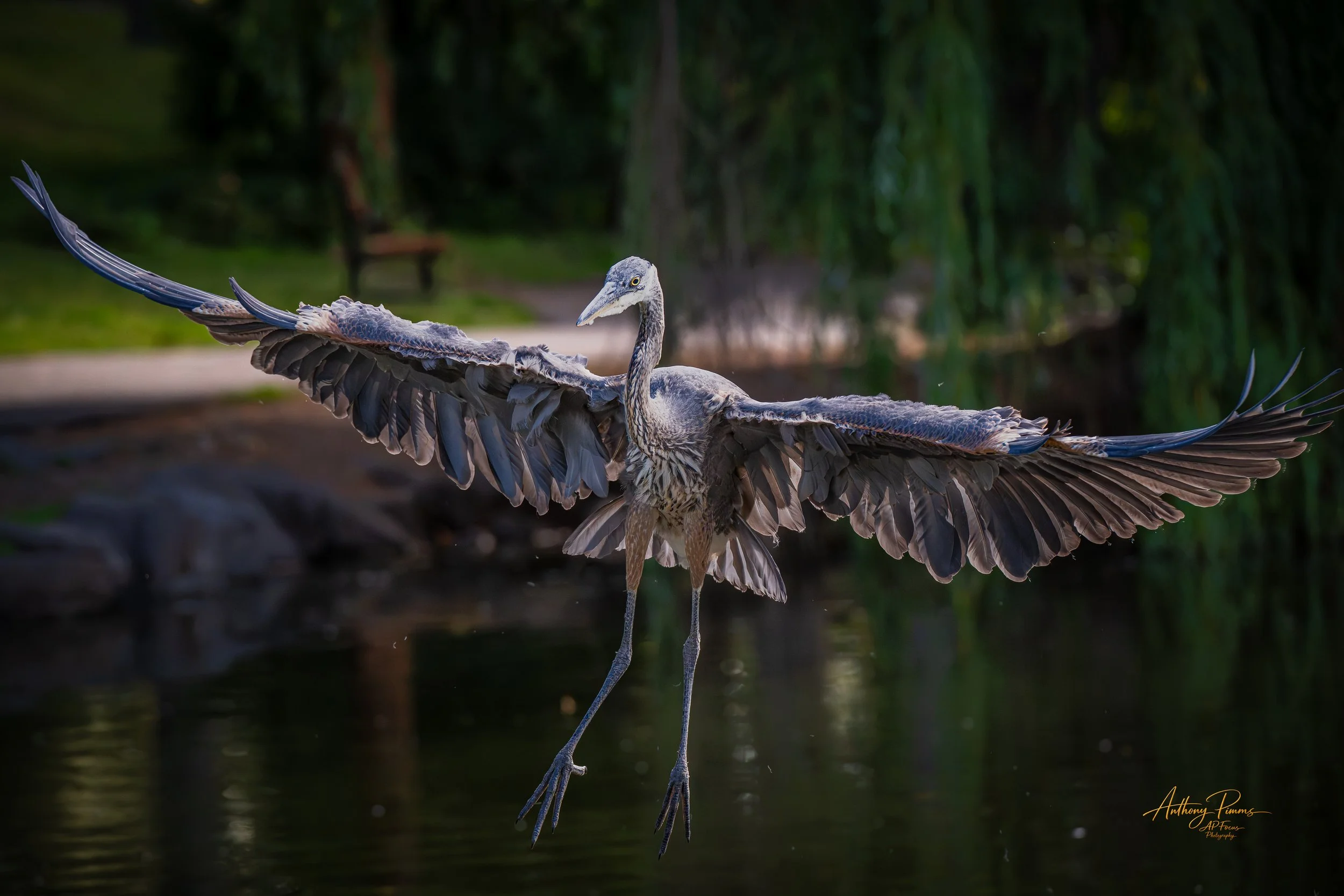 A heron standing in water with its wings spread wide, surrounded by a lush green forest