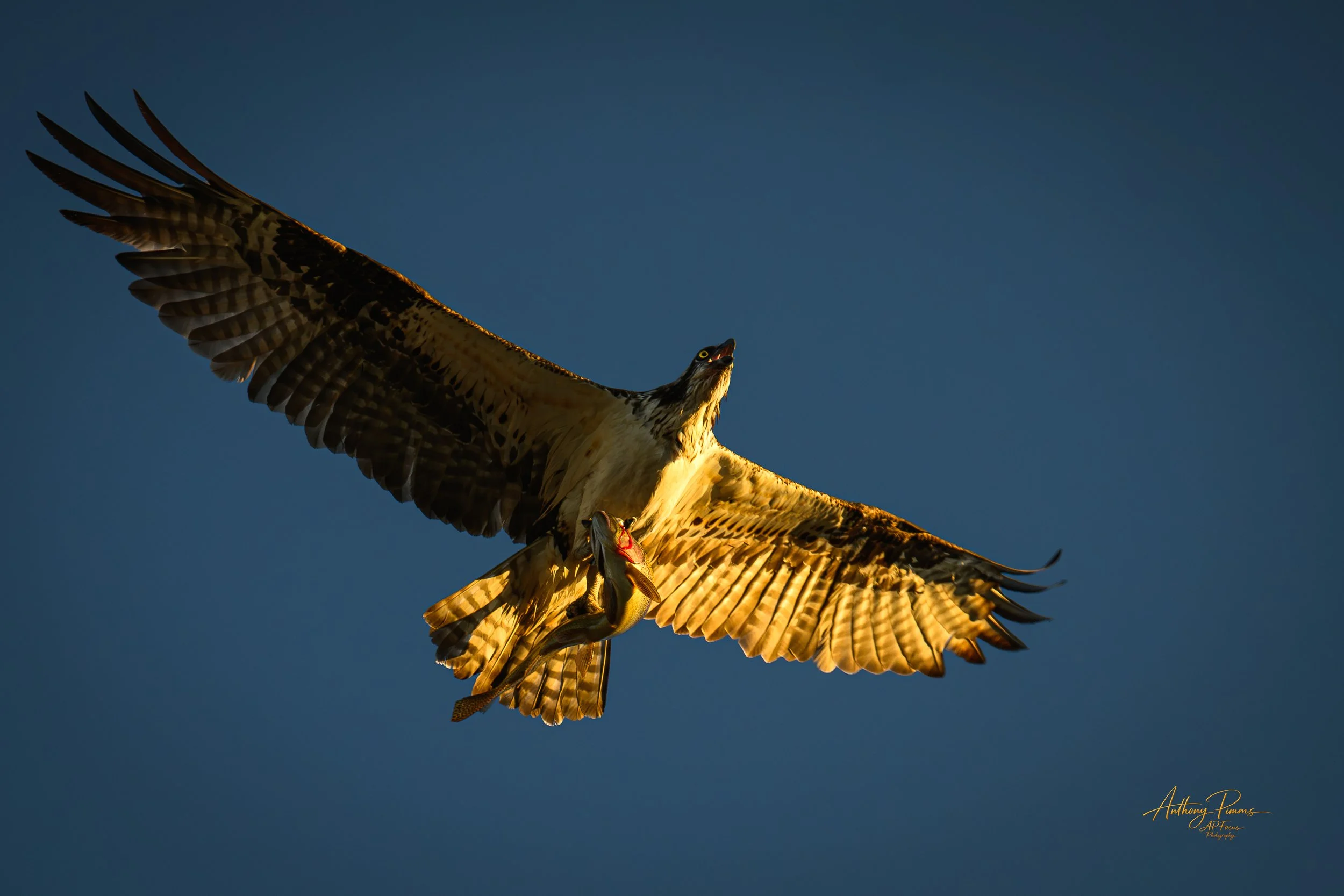A bird of prey in flight with its wings spread, mid-air against a clear blue sky. The bird appears to be carrying a fish in its talons.