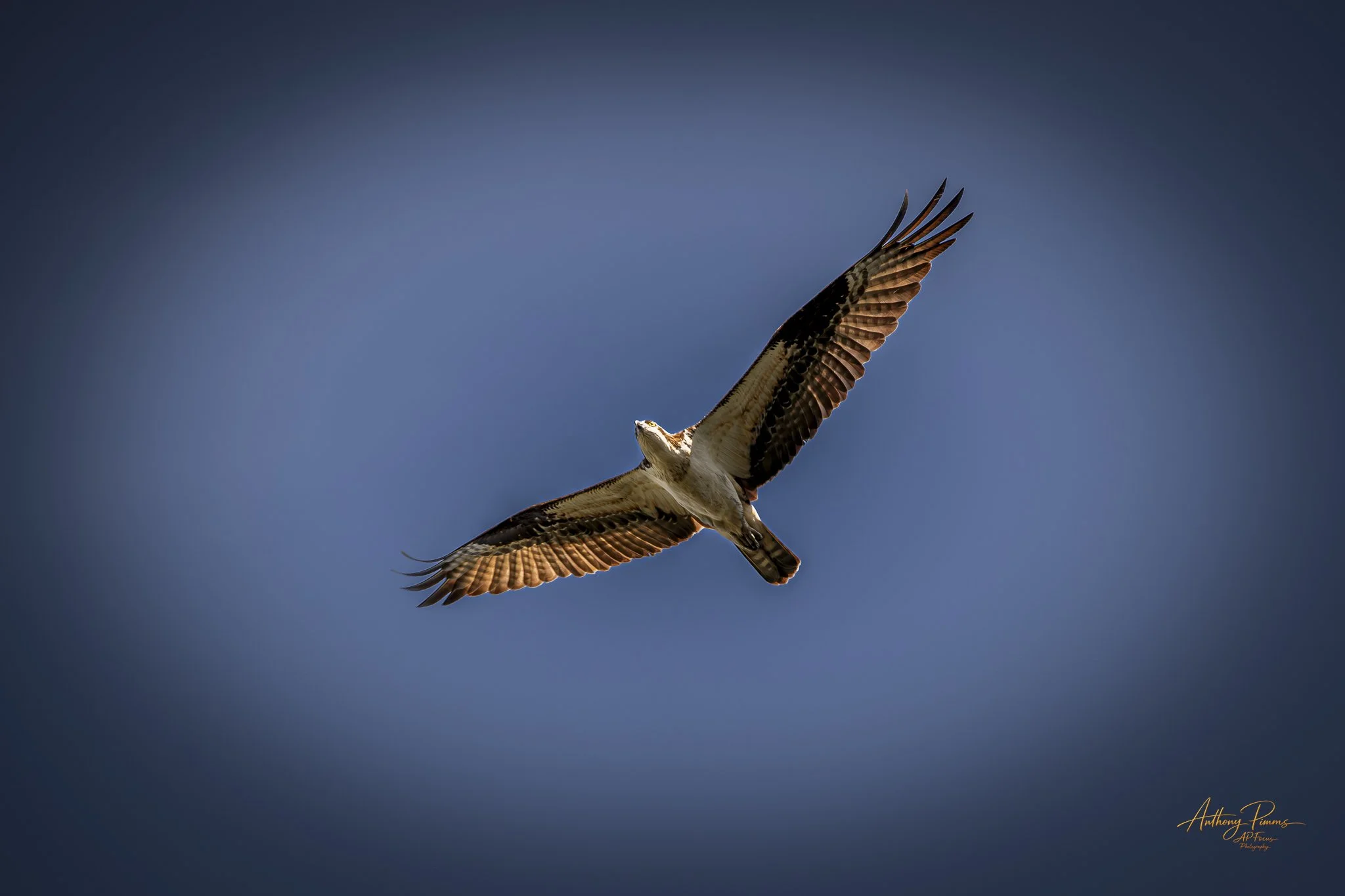 An osprey bird flying in a clear blue sky with its wings spread wide.