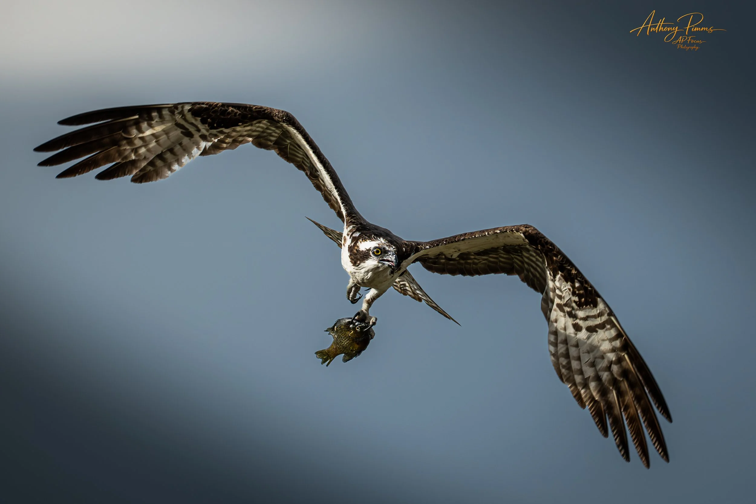 An osprey in flight holding a fish in its talons against a cloudy sky.