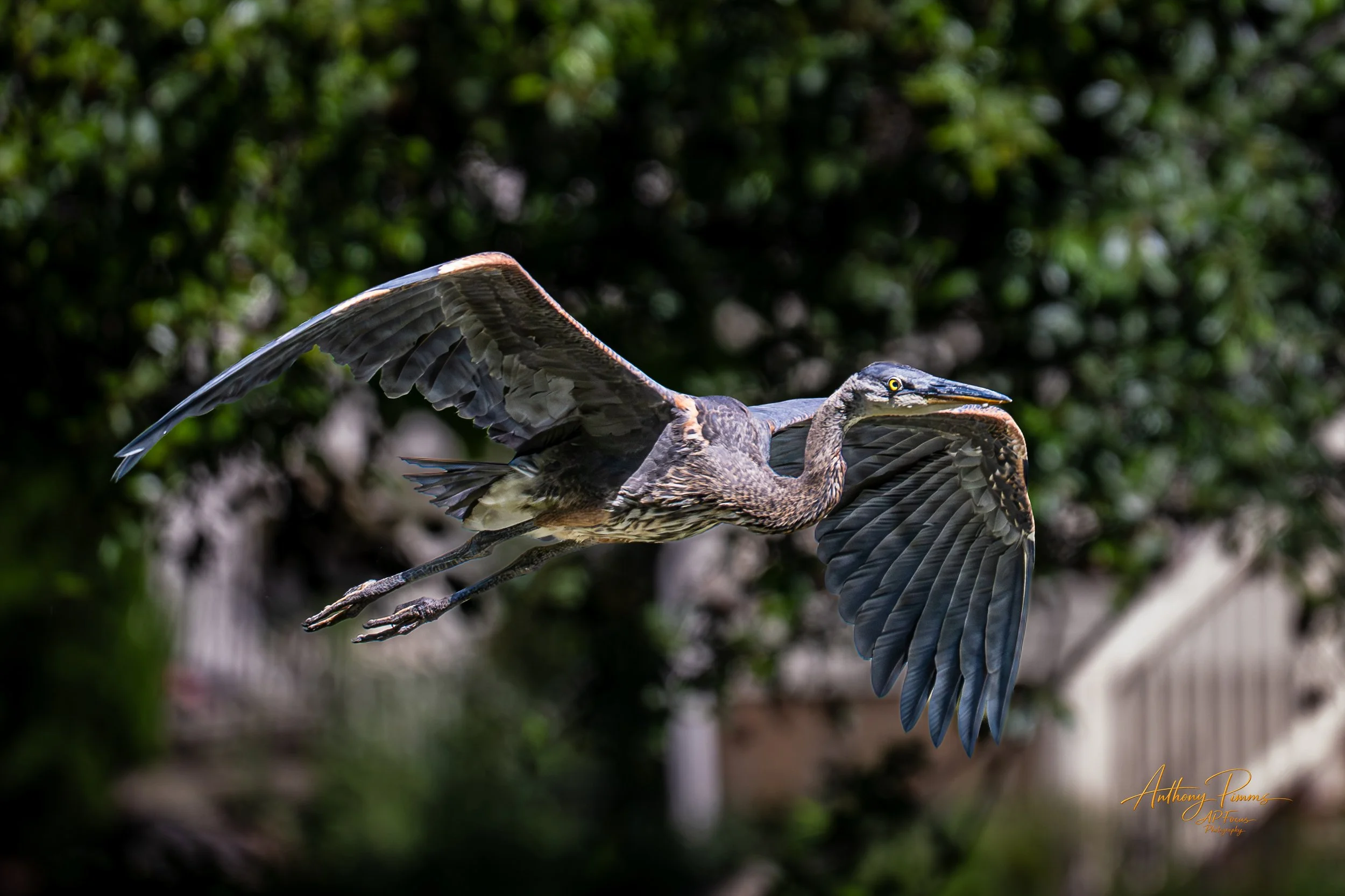 A heron in flight with its wings spread, flying outdoors with a blurred green foliage background.