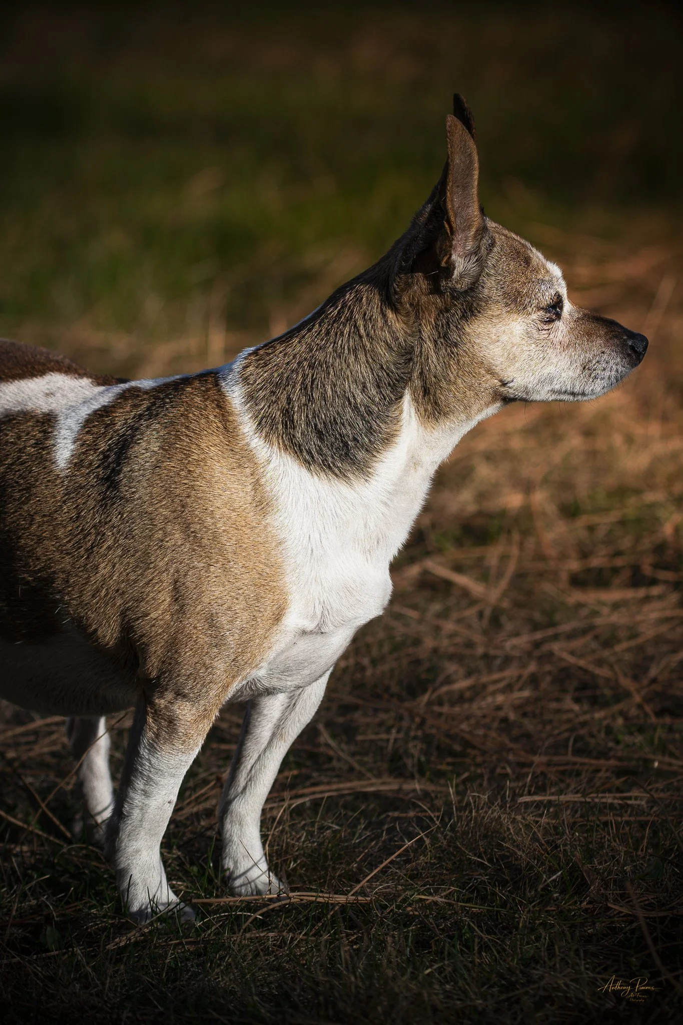 A close-up of a dog with a brown, black, and white coat, standing outdoors on a grassy ground, looking to the right. The background is blurred with earthy tones.