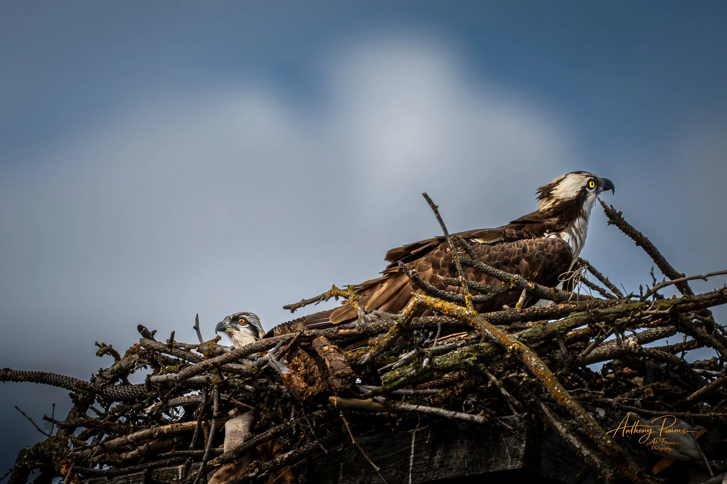 An osprey sits in a nest made of sticks, with a cloudy sky in the background.
