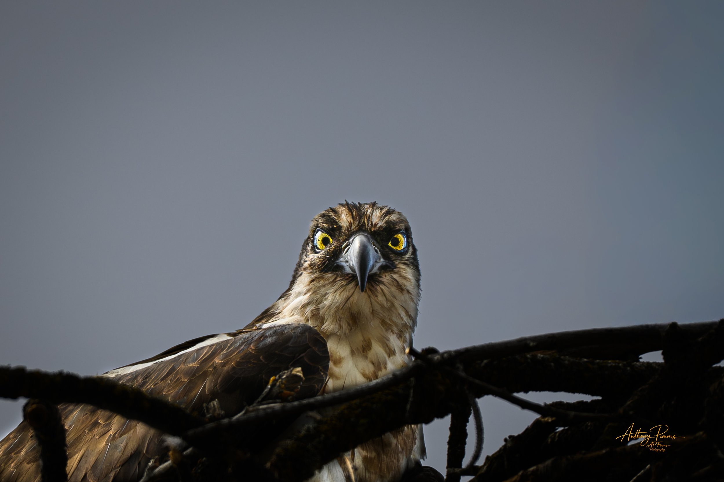 Close-up of an osprey bird perched on a tree branch, with yellow eyes and a sharp beak against a plain gray sky background.