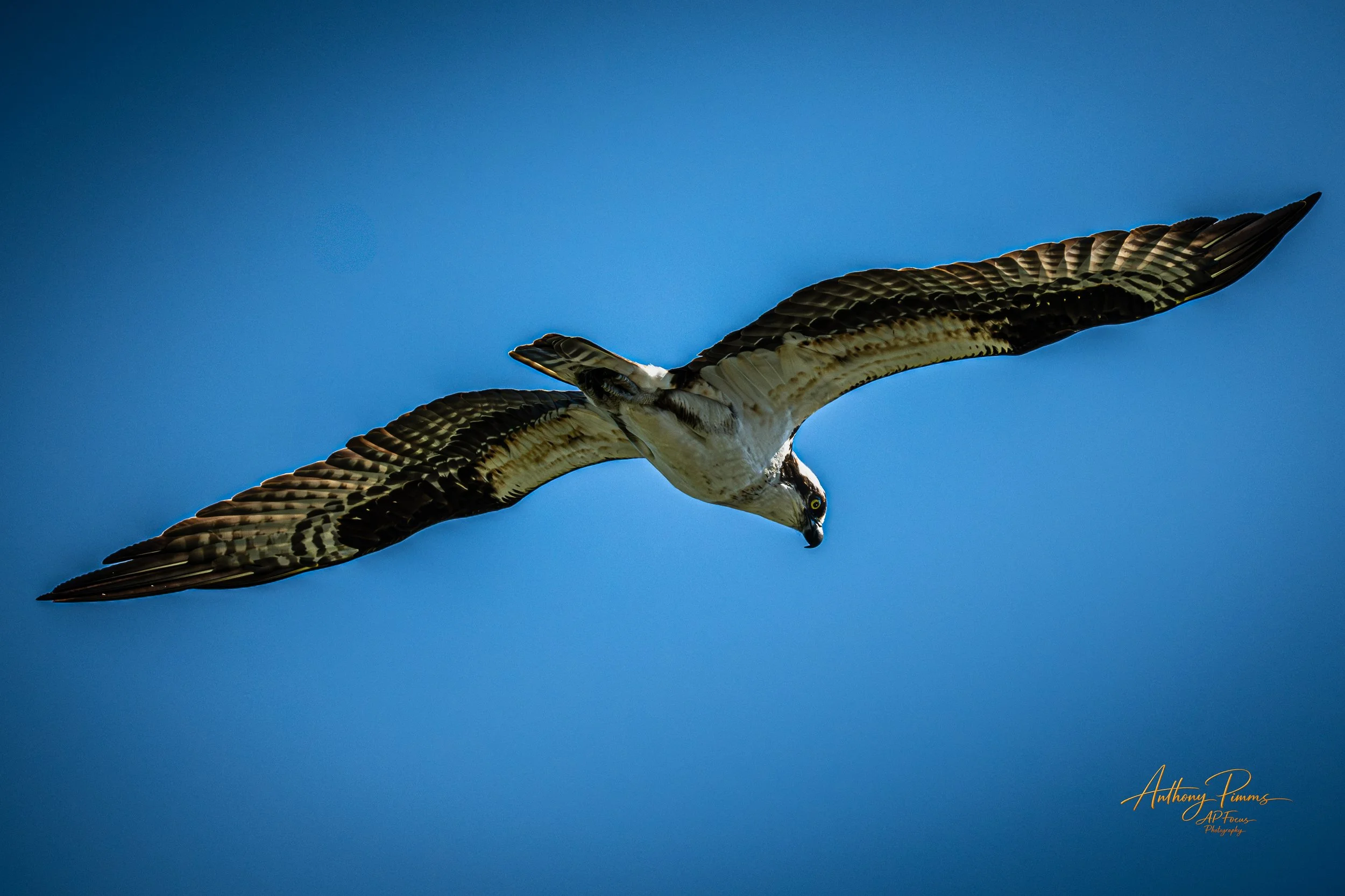 A bird of prey, likely an osprey, soaring in a clear blue sky with wings spread wide.