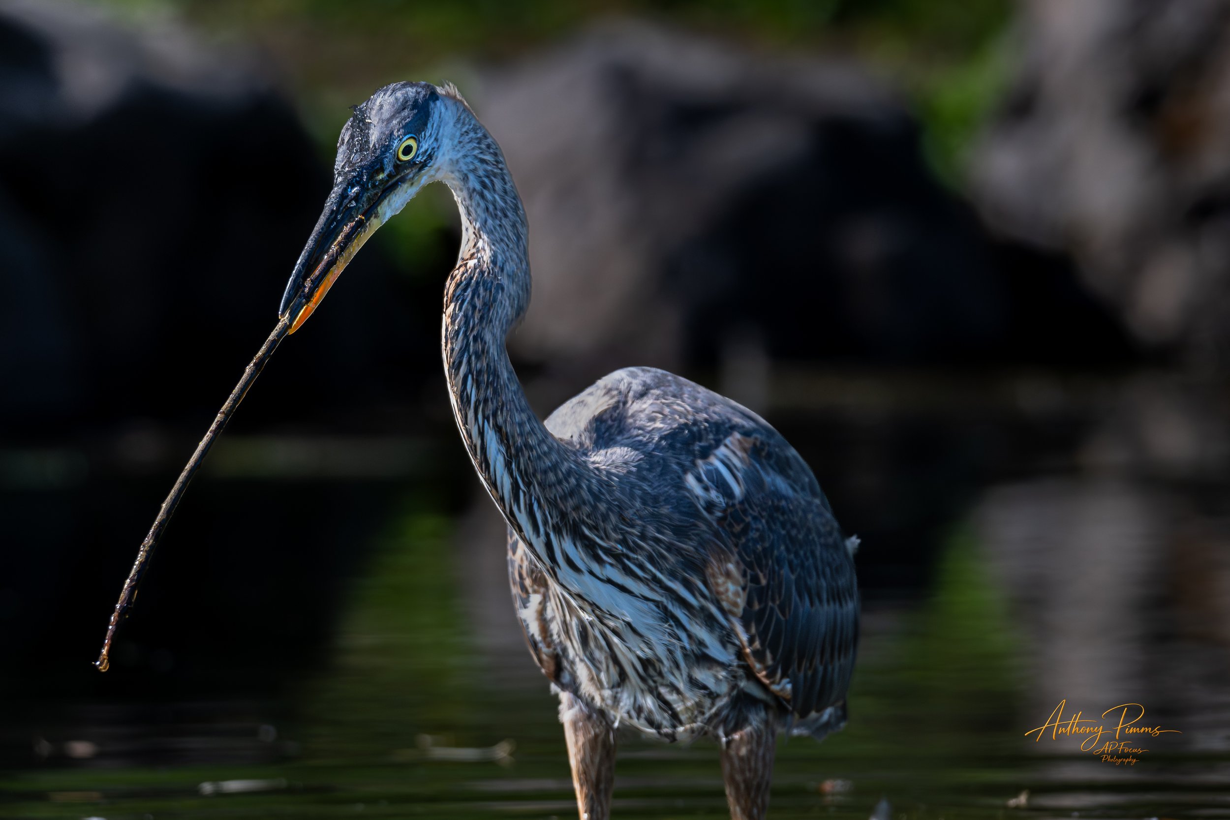 A close-up of a heron standing in water, with a long beak holding a stick, and a dark, blurred background.