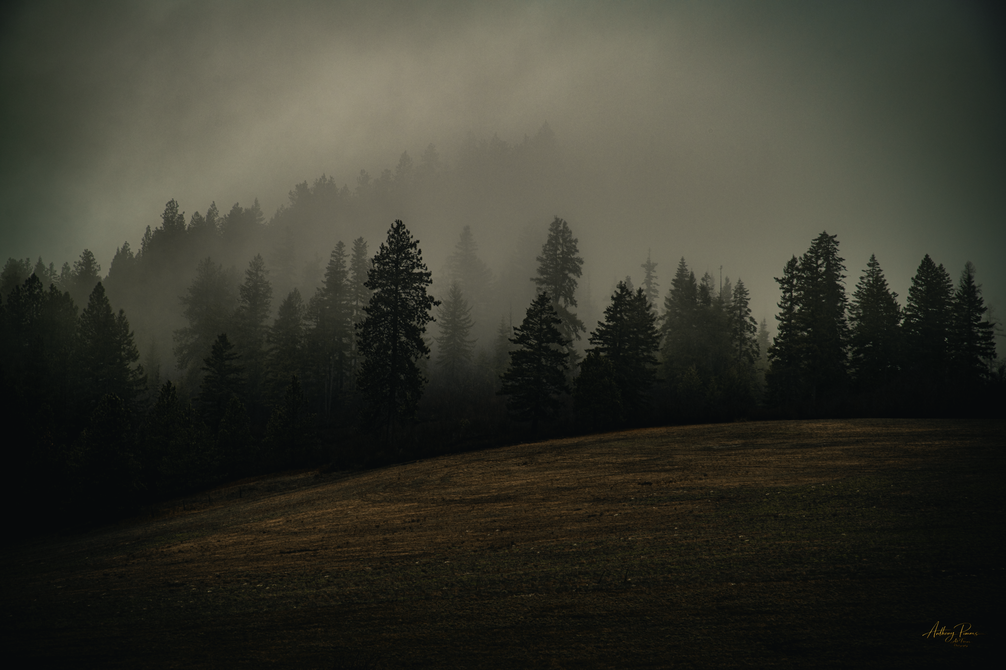 A dense forest of tall pine trees shrouded in fog, with a dirt clearing in the foreground.