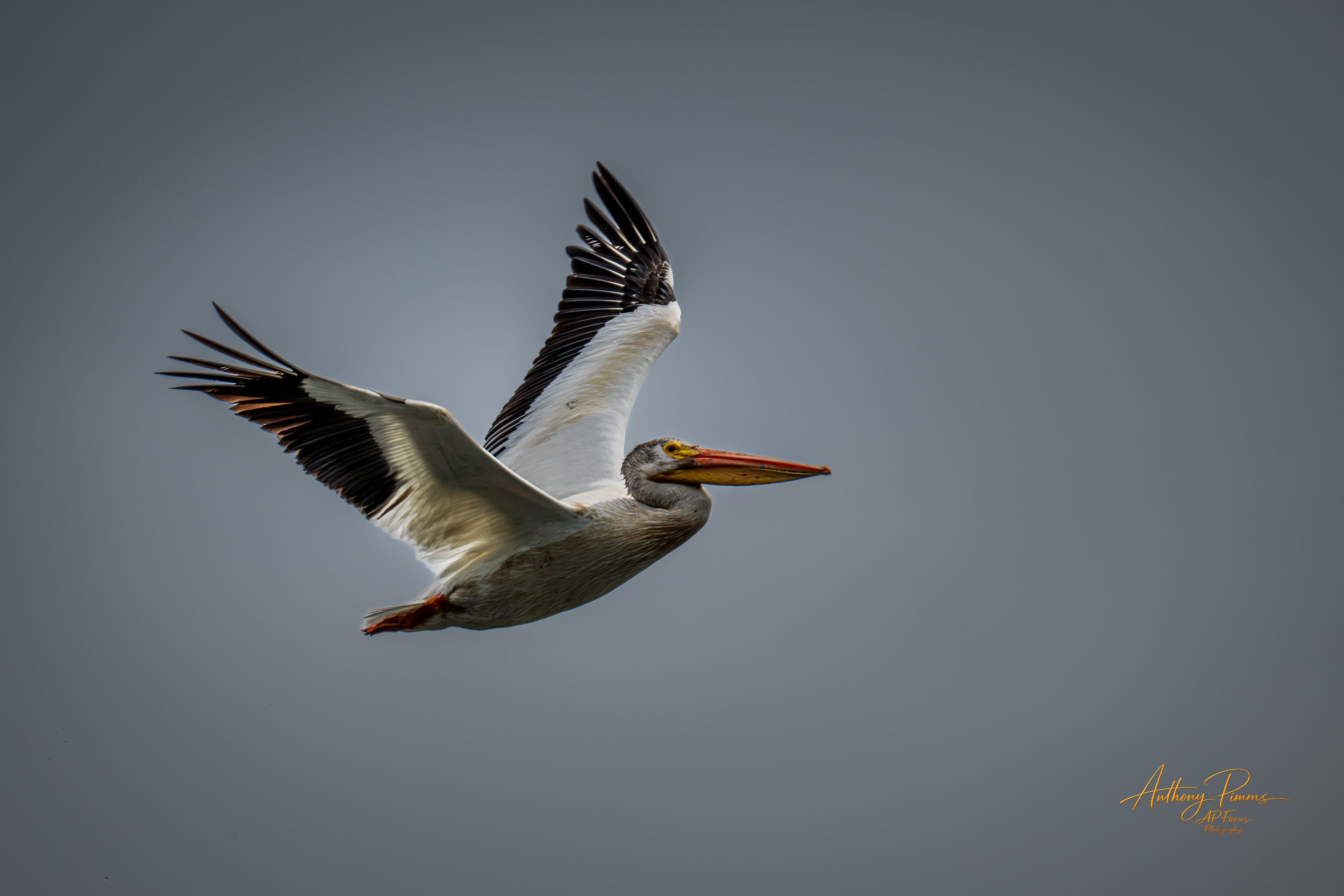 A pelican in flight against a cloudy sky, with its wings spread wide and its long beak pointed forward.