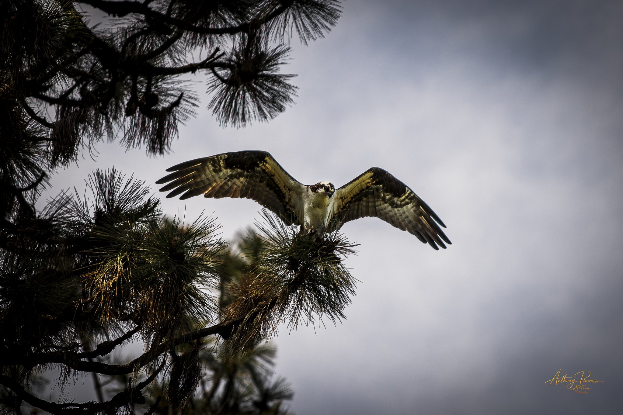 An osprey flying near pine tree branches against a cloudy sky.
