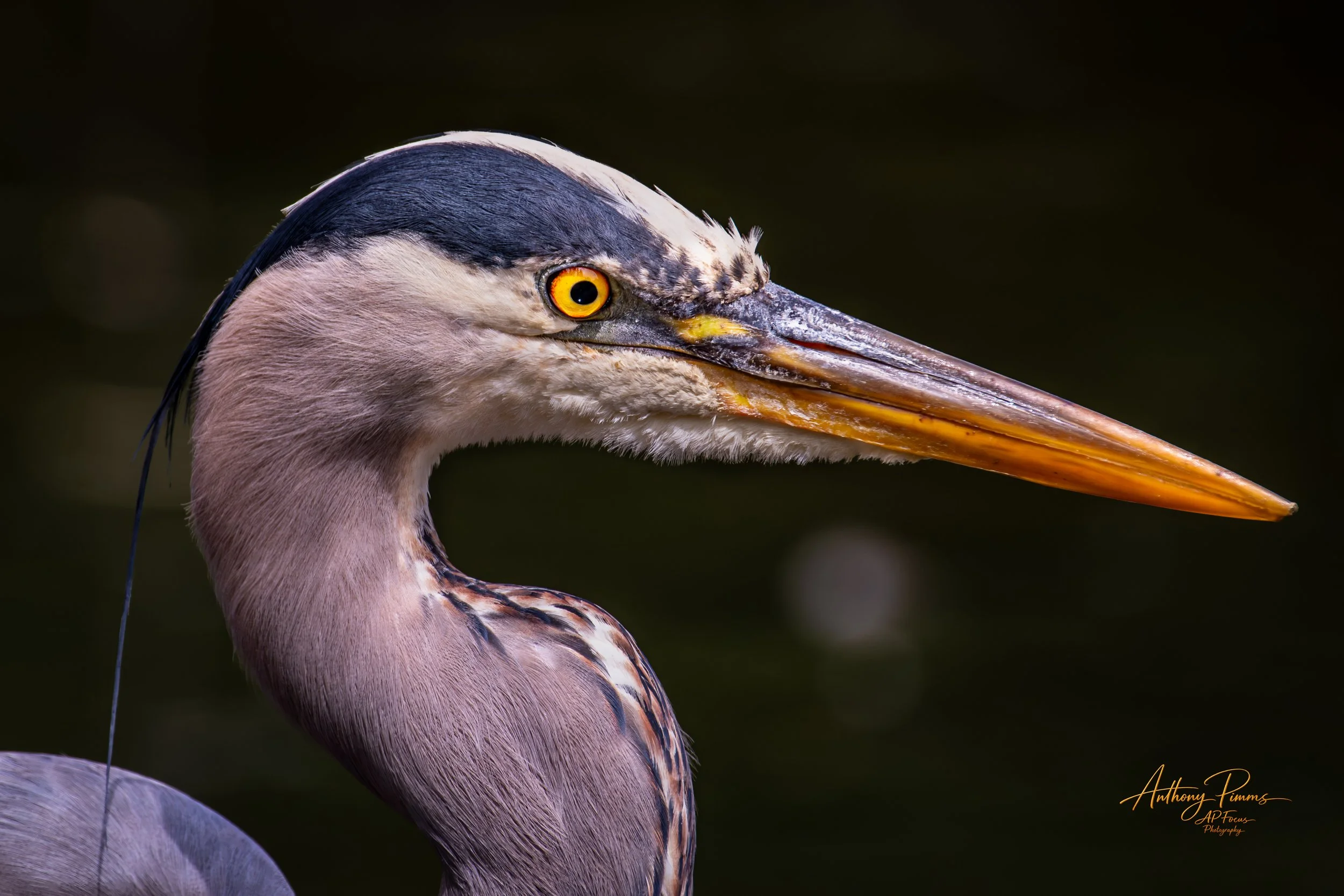 Close-up of a heron with striking yellow eye, long pointed beak, and feathered neck, set against a dark background.
