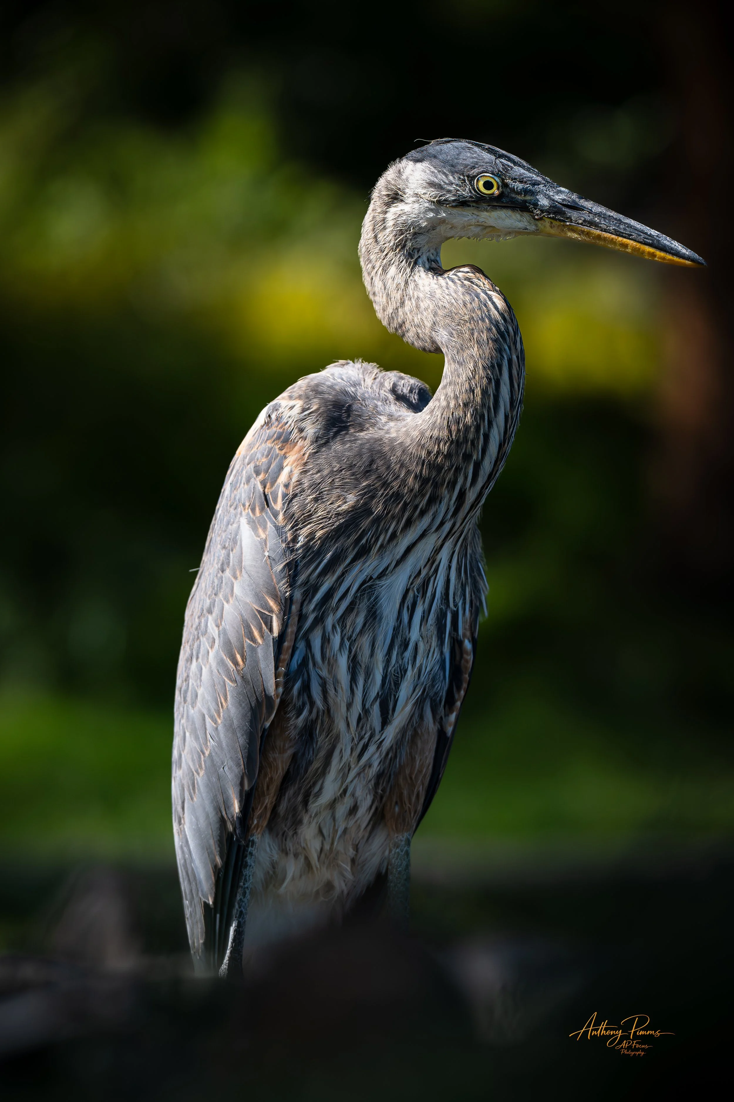 Close-up of a great blue heron standing outdoors with a blurred green background.